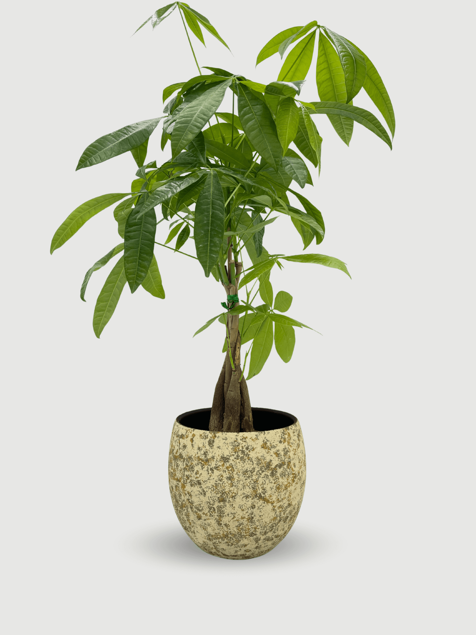 Nikai_Ochre_Yellow__Green_Ceramic_Plant_Pot__Multiple_Sizes__Rebel_Plants