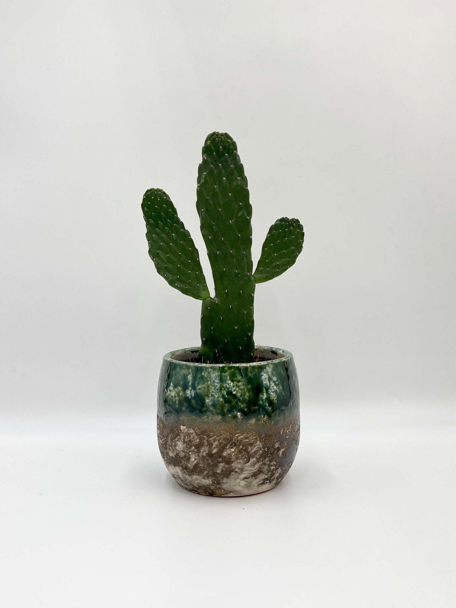 Opuntia Rubescens Consolea, Road Kill Cactus, Indoor Cactus