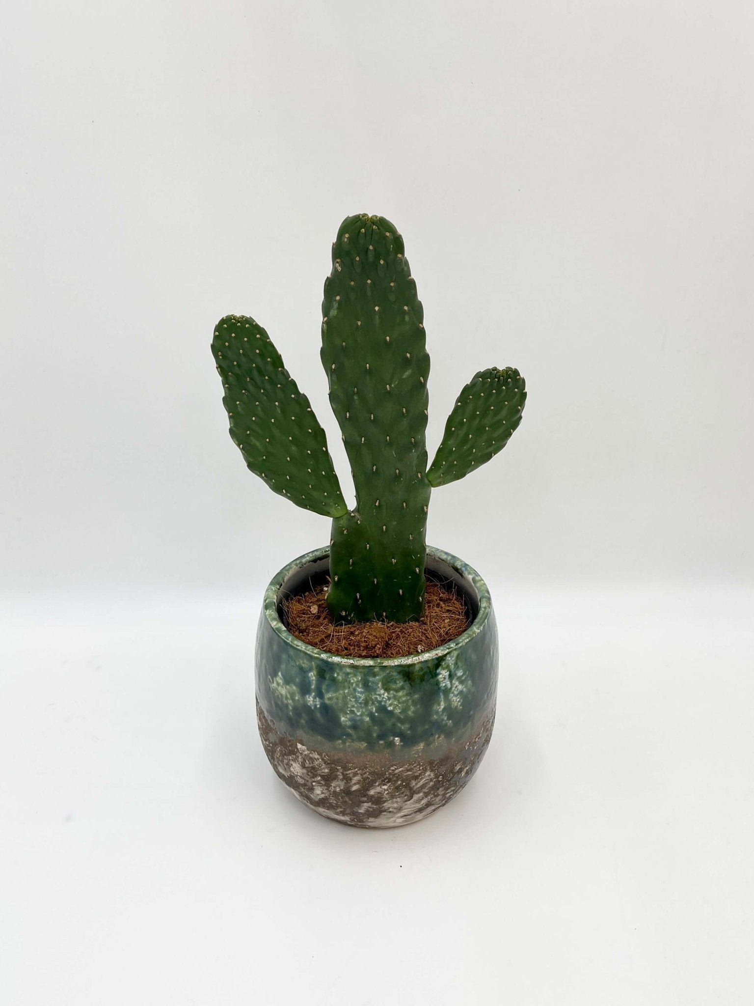 Opuntia Rubescens Consolea, Road Kill Cactus, Indoor Cactus