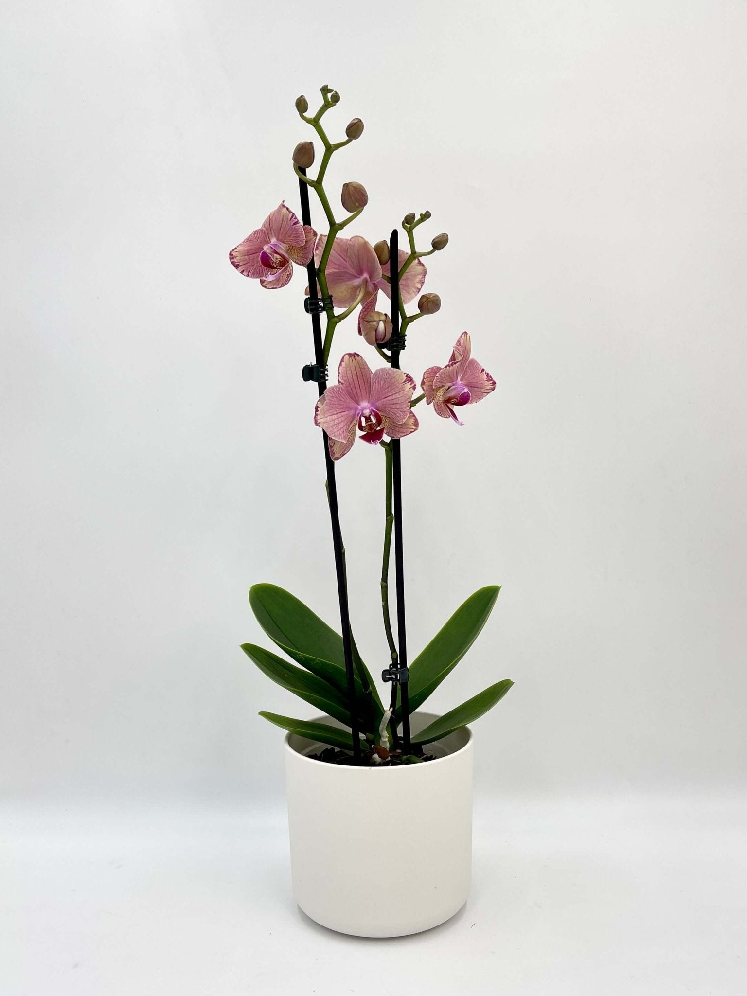 Pink Orchid - Phalaenopsis Pirate Picotee - Pet Safe Houseplant