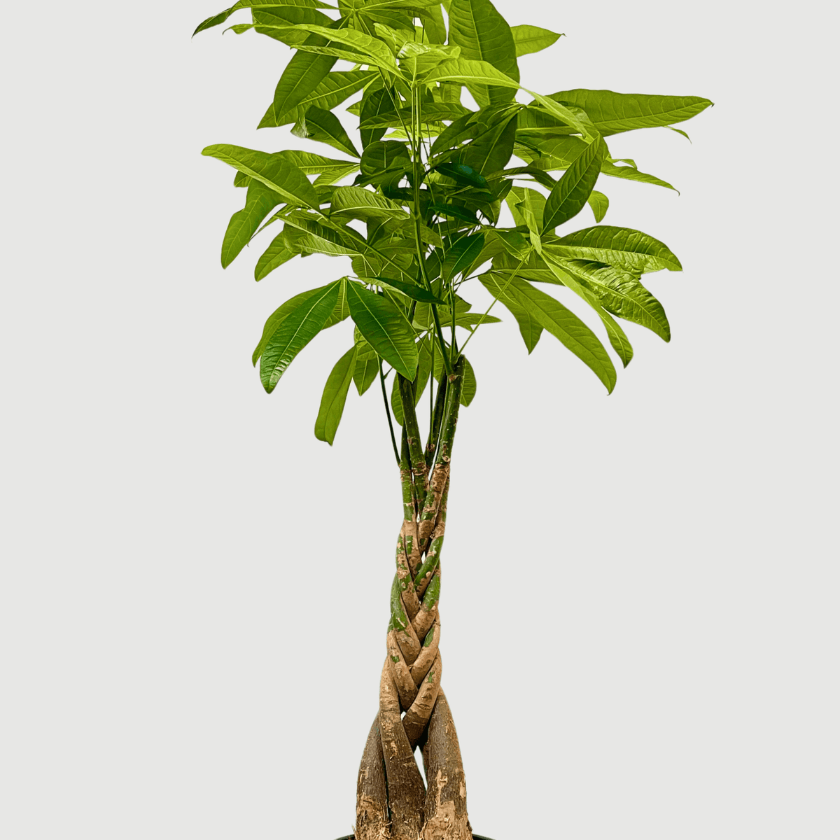 money tree plant uk Money Tree - Pachira Aquatica