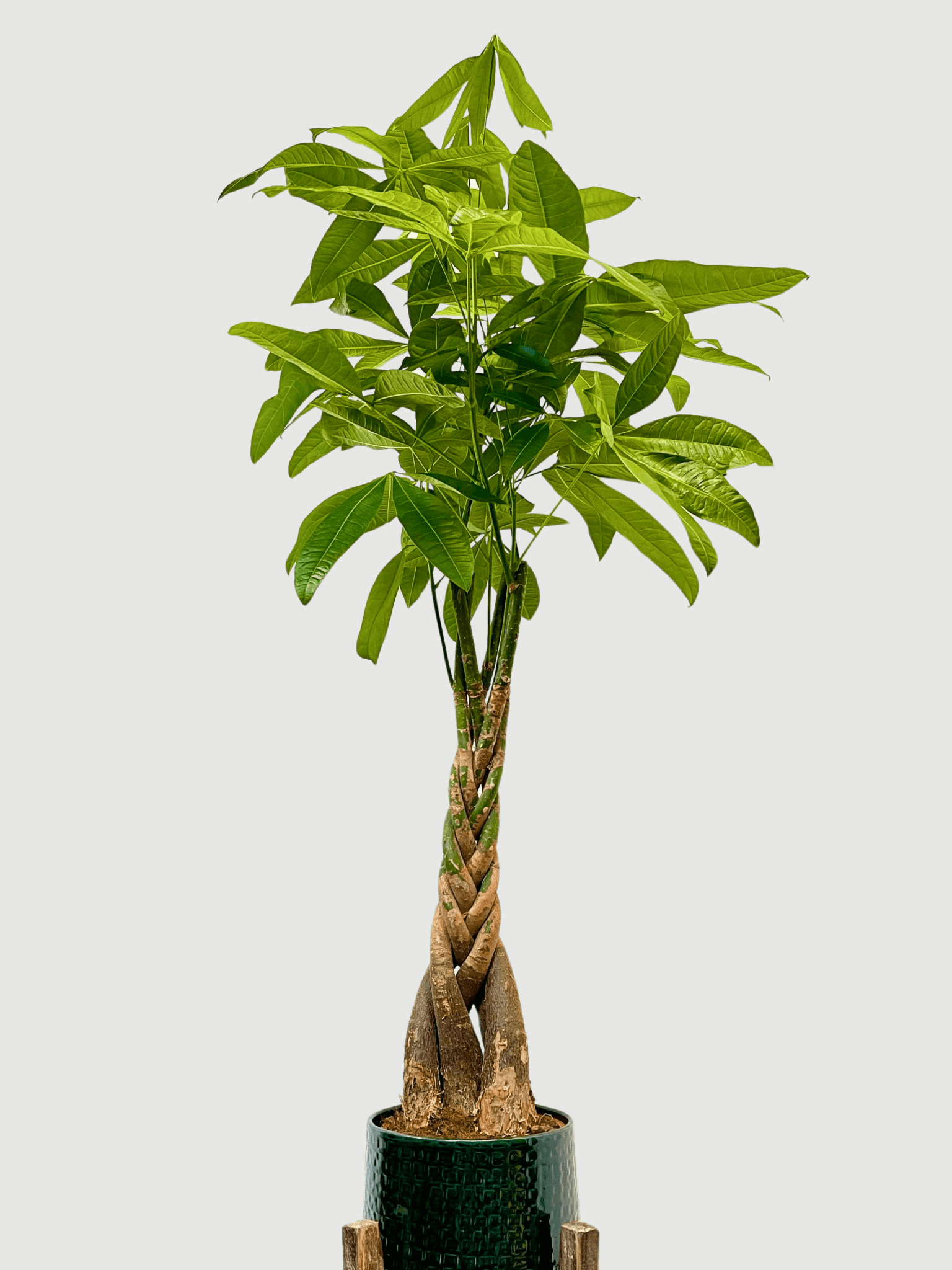 Pachira Aquatica, Money Tree, Pet Safe House Plant in Multiple Sizes