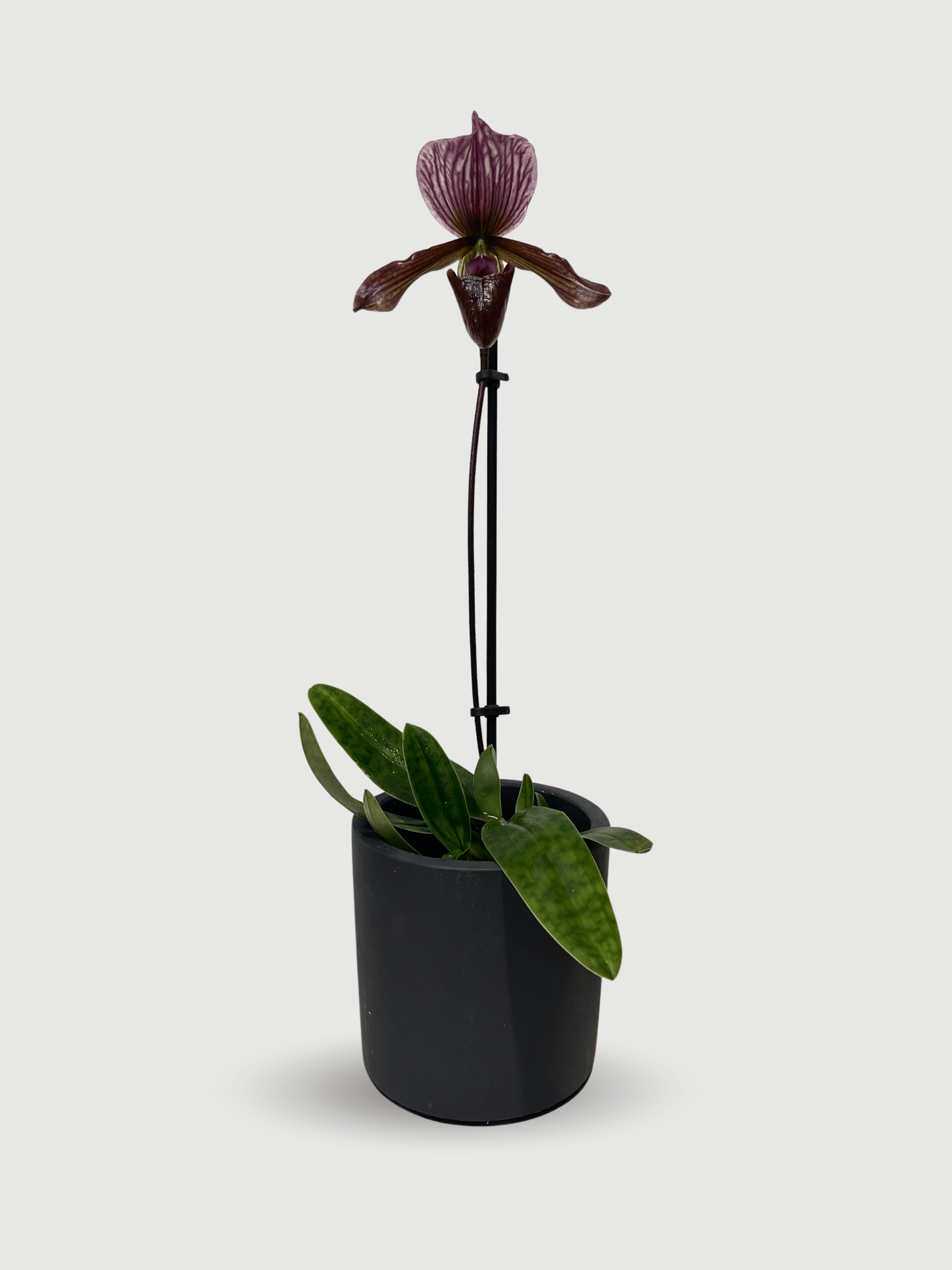 Vinicolor Slipper Orchid – Paphiopedilum Maudiae Black Jack | Rare