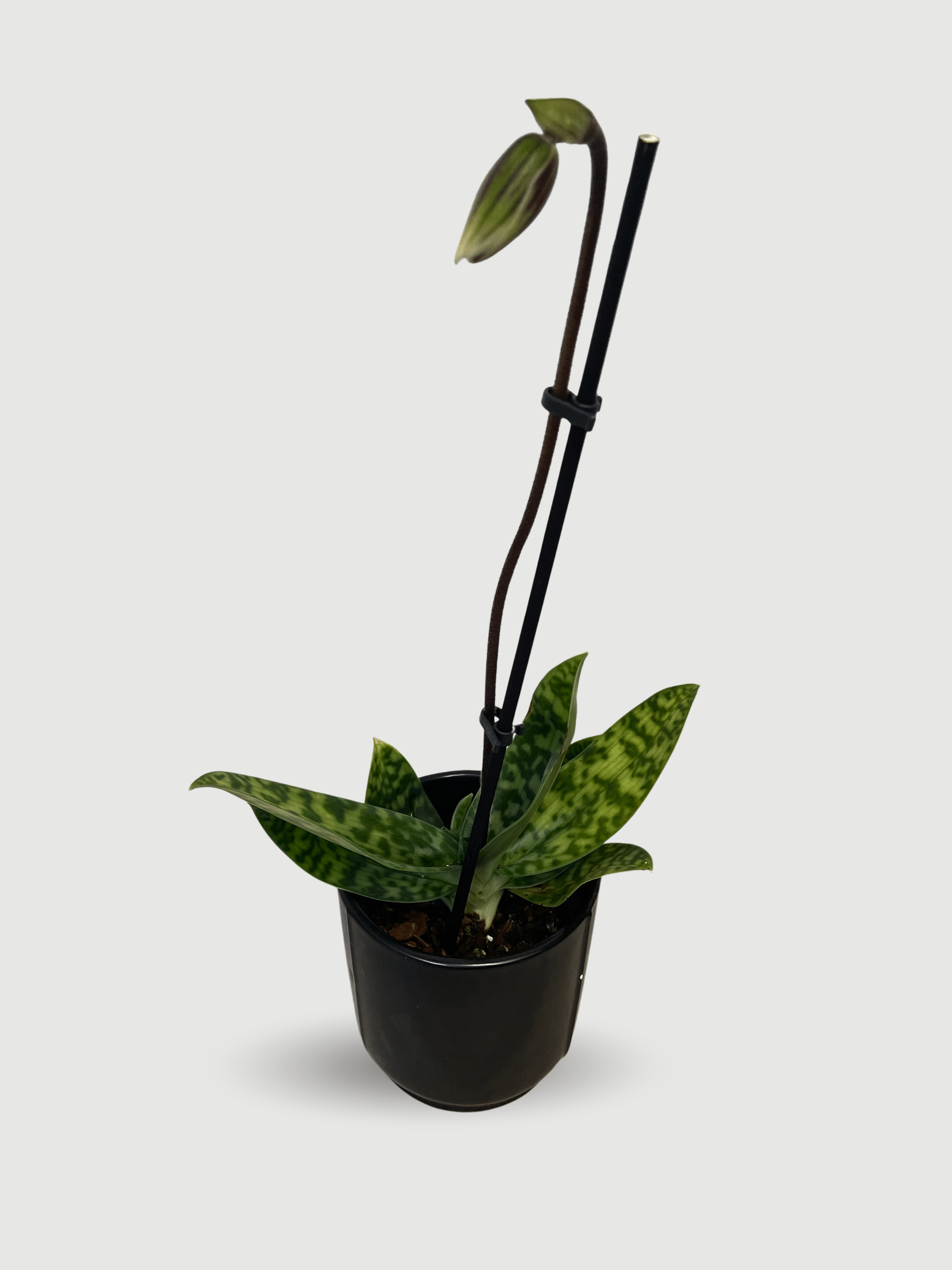 Vinicolor Slipper Orchid – Paphiopedilum Maudiae Black Jack | Rare