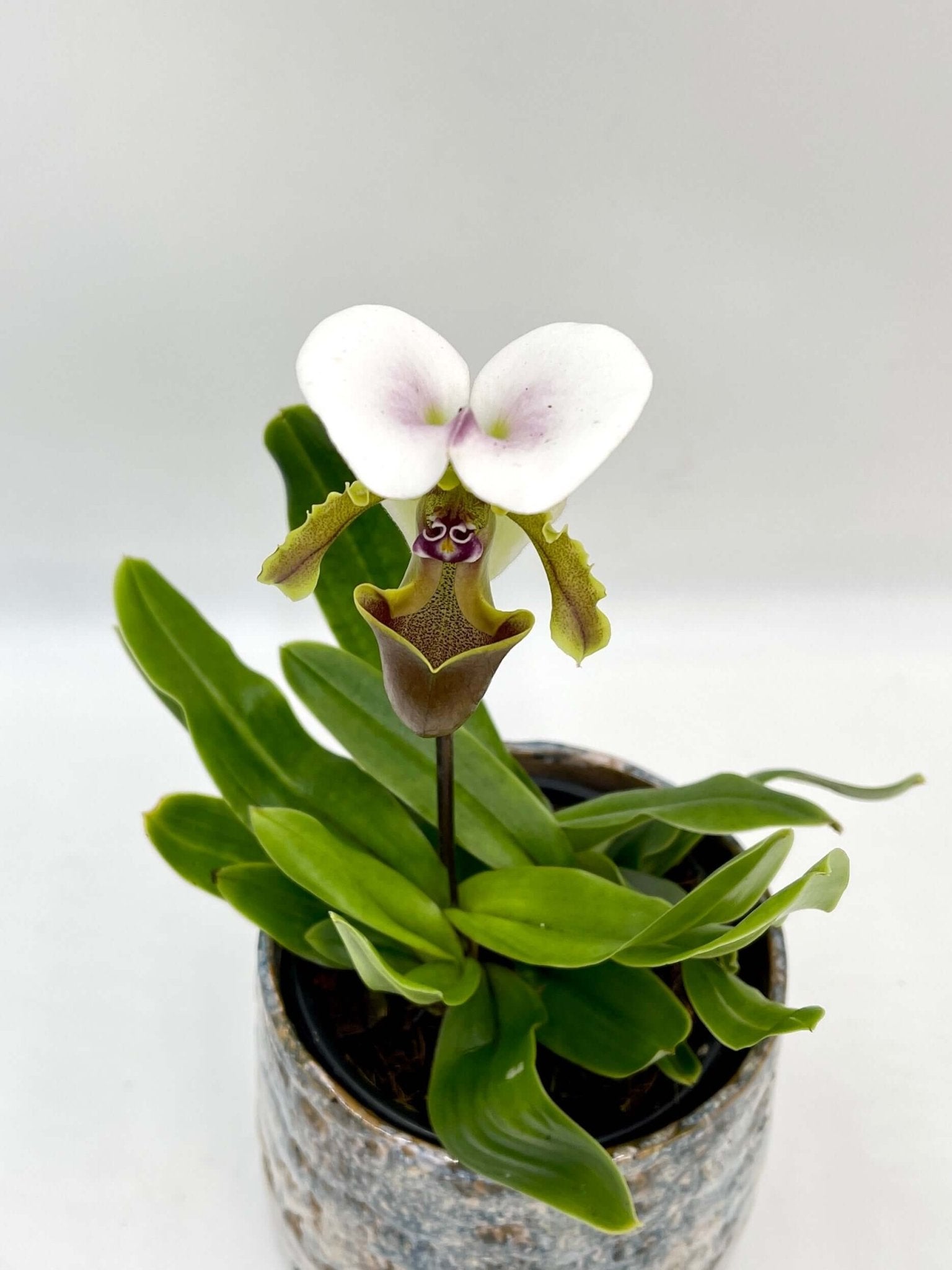 Paphiopedilum Milano - Slipper Orchid, Rare Find