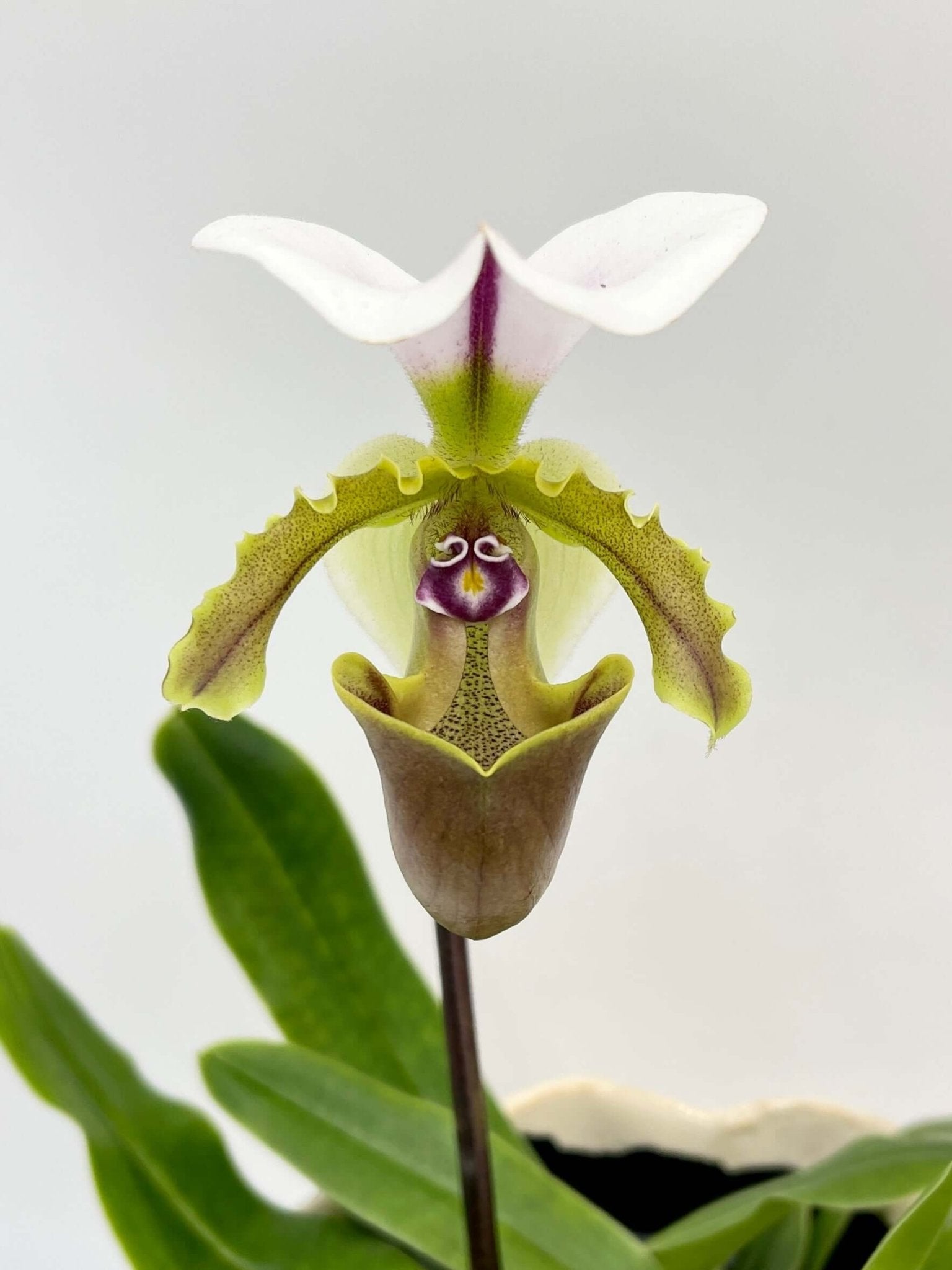 Paphiopedilum Milano - Slipper Orchid, Rare Find