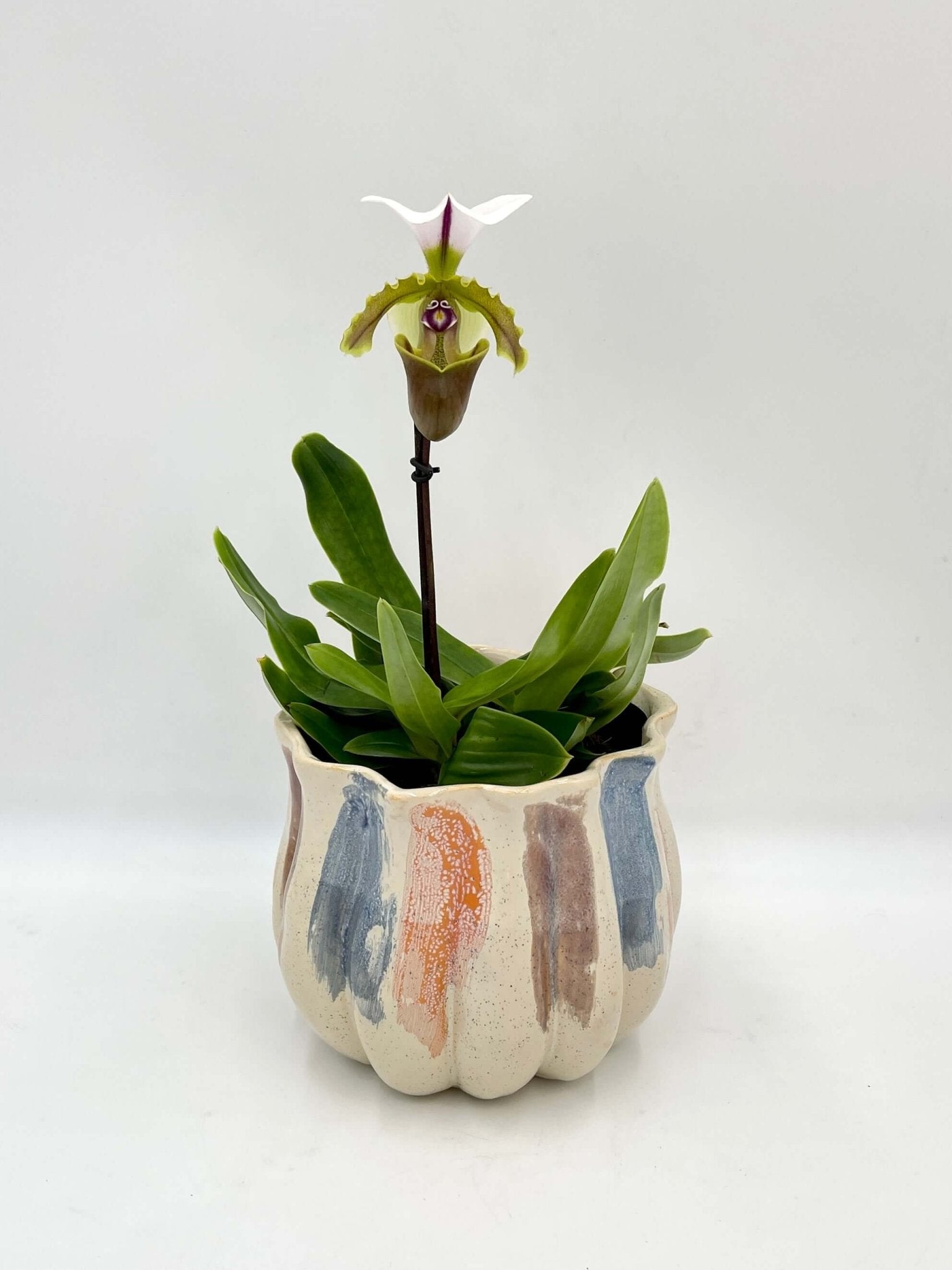 Paphiopedilum Milano - Slipper Orchid, Rare Find