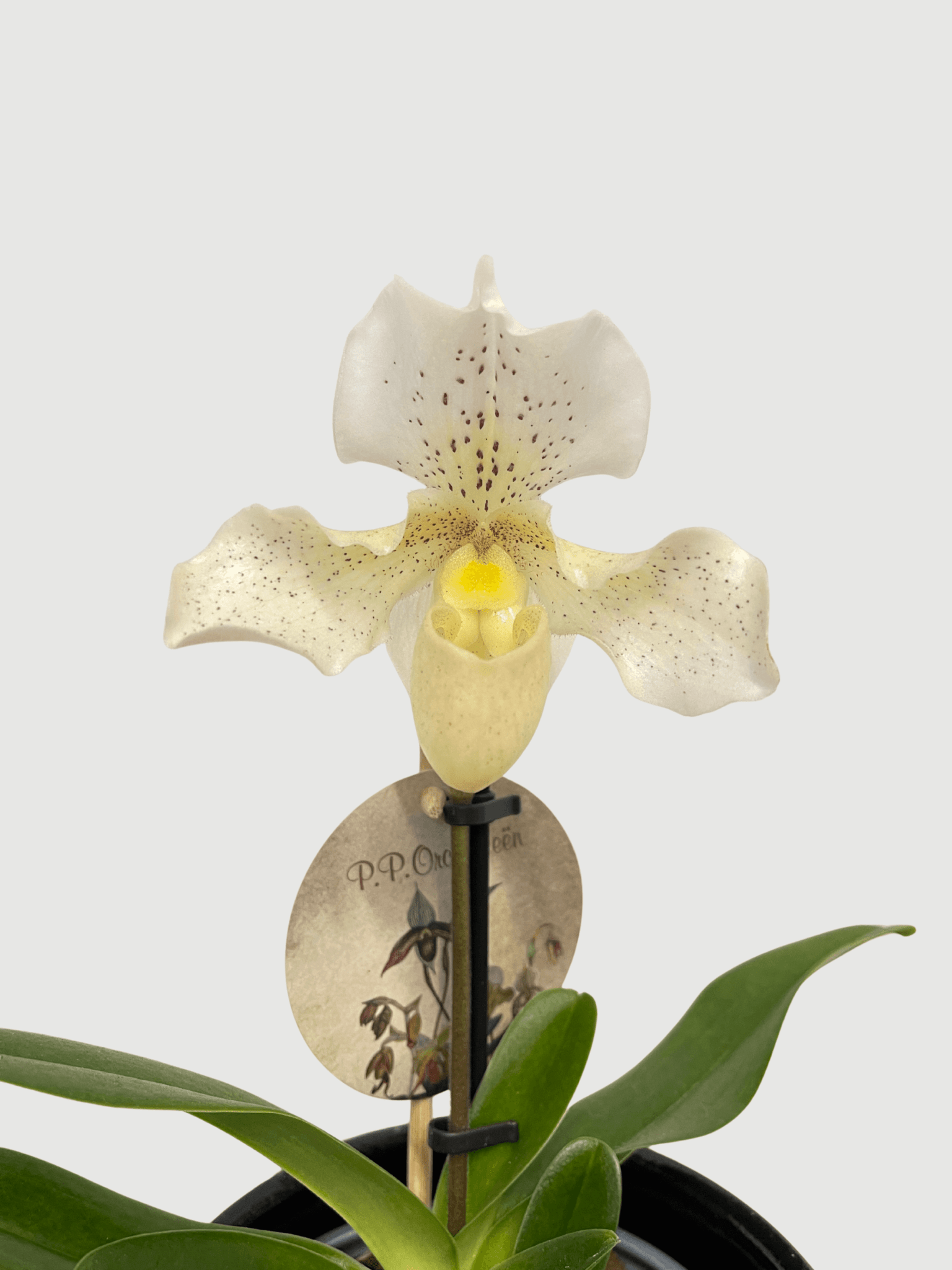 Paphiopedilum_Rosy_Dawn_Slipper_Orchid_Hard_To_Find_Gem