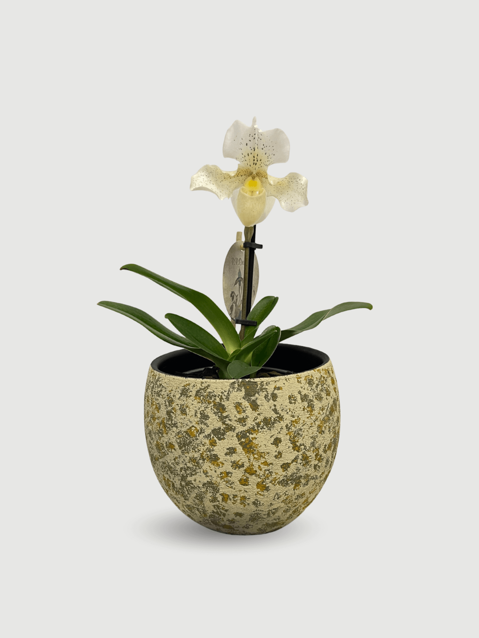 Paphiopedilum_Rosy_Dawn_Slipper_Orchid_Hard_To_Find_Gem