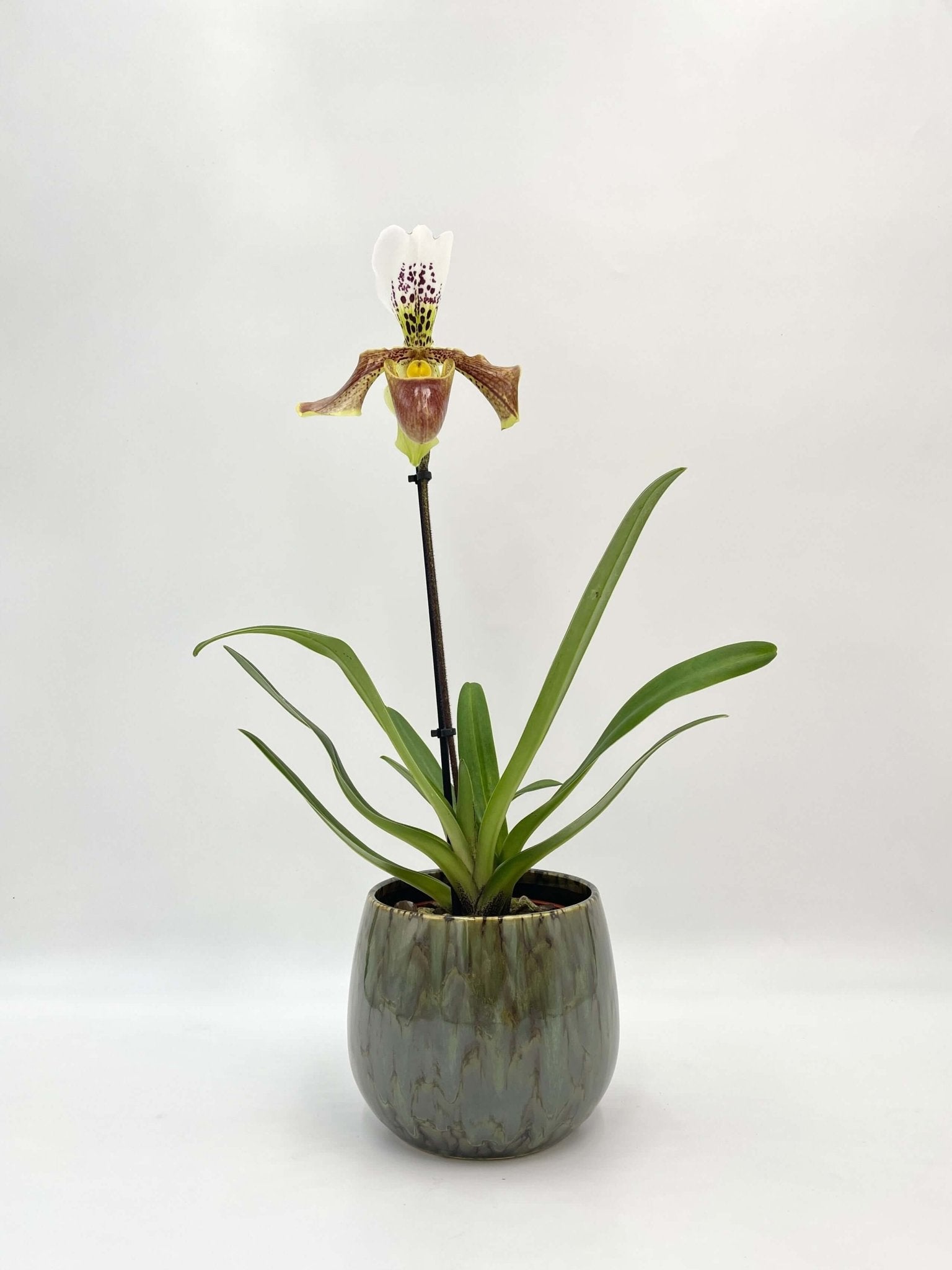 Paphiopedilum - Slipper Orchid - American Hybrid- Stunning rare orchid