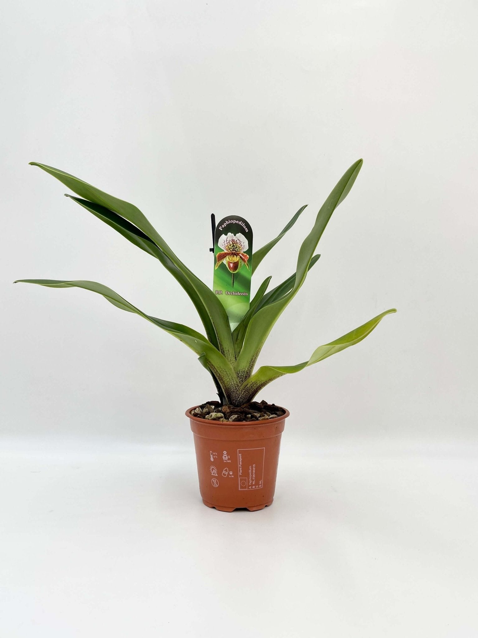 Paphiopedilum - Slipper Orchid - American Hybrid- Stunning rare orchid