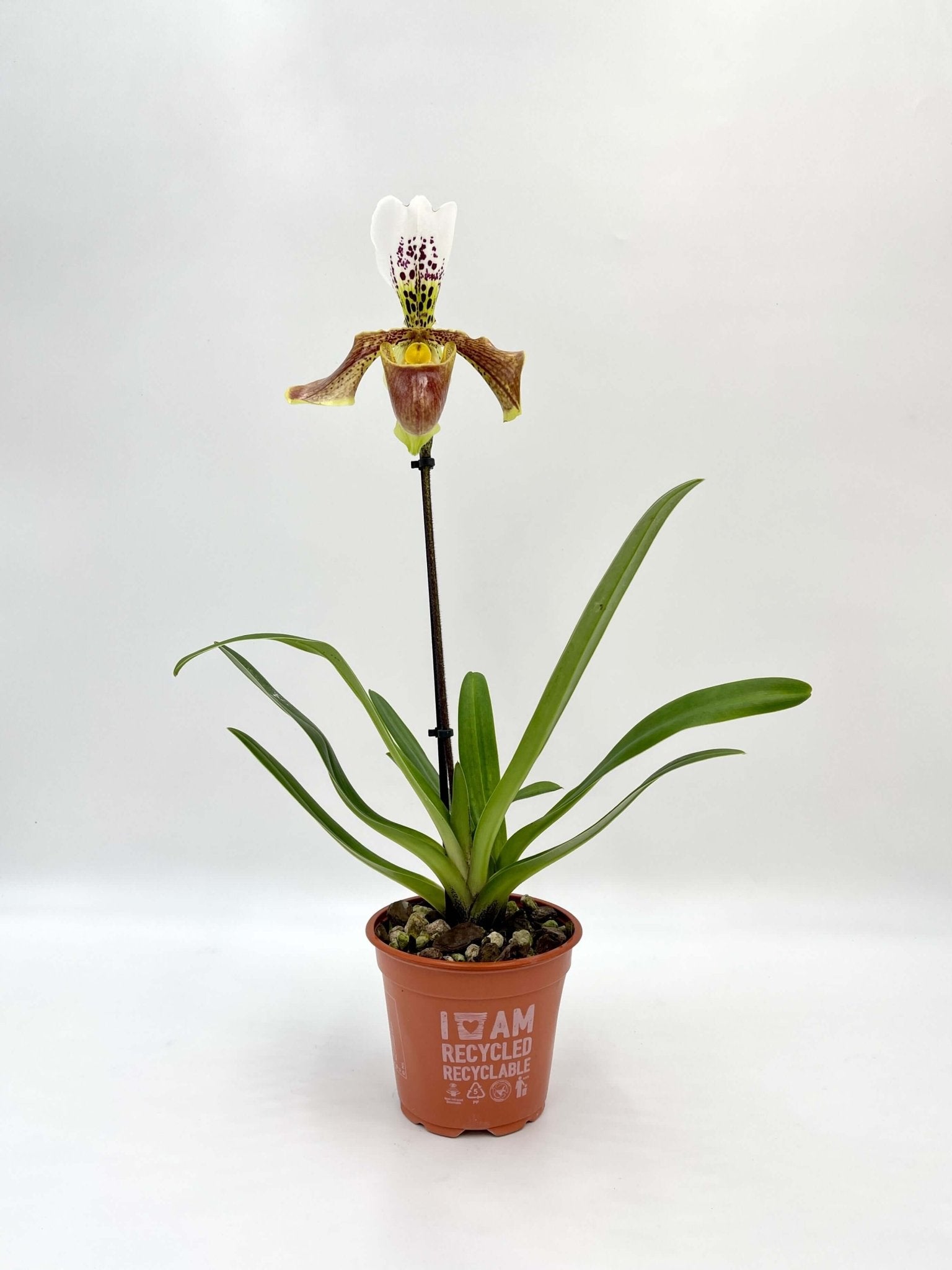 Paphiopedilum - Slipper Orchid - American Hybrid- Stunning rare orchid