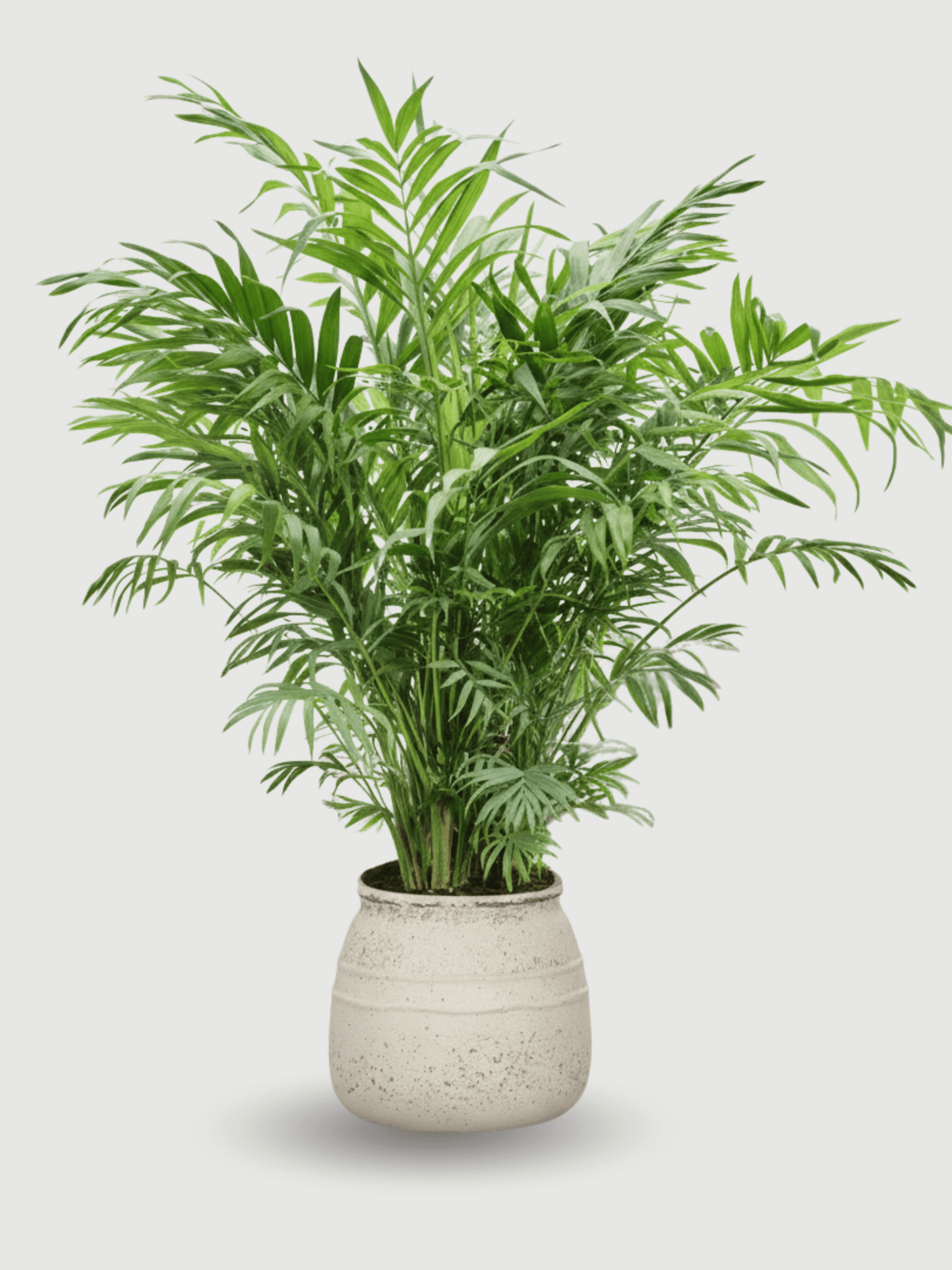 parlor palm feng shui Parlour Palm, Chamaedorea Elegans