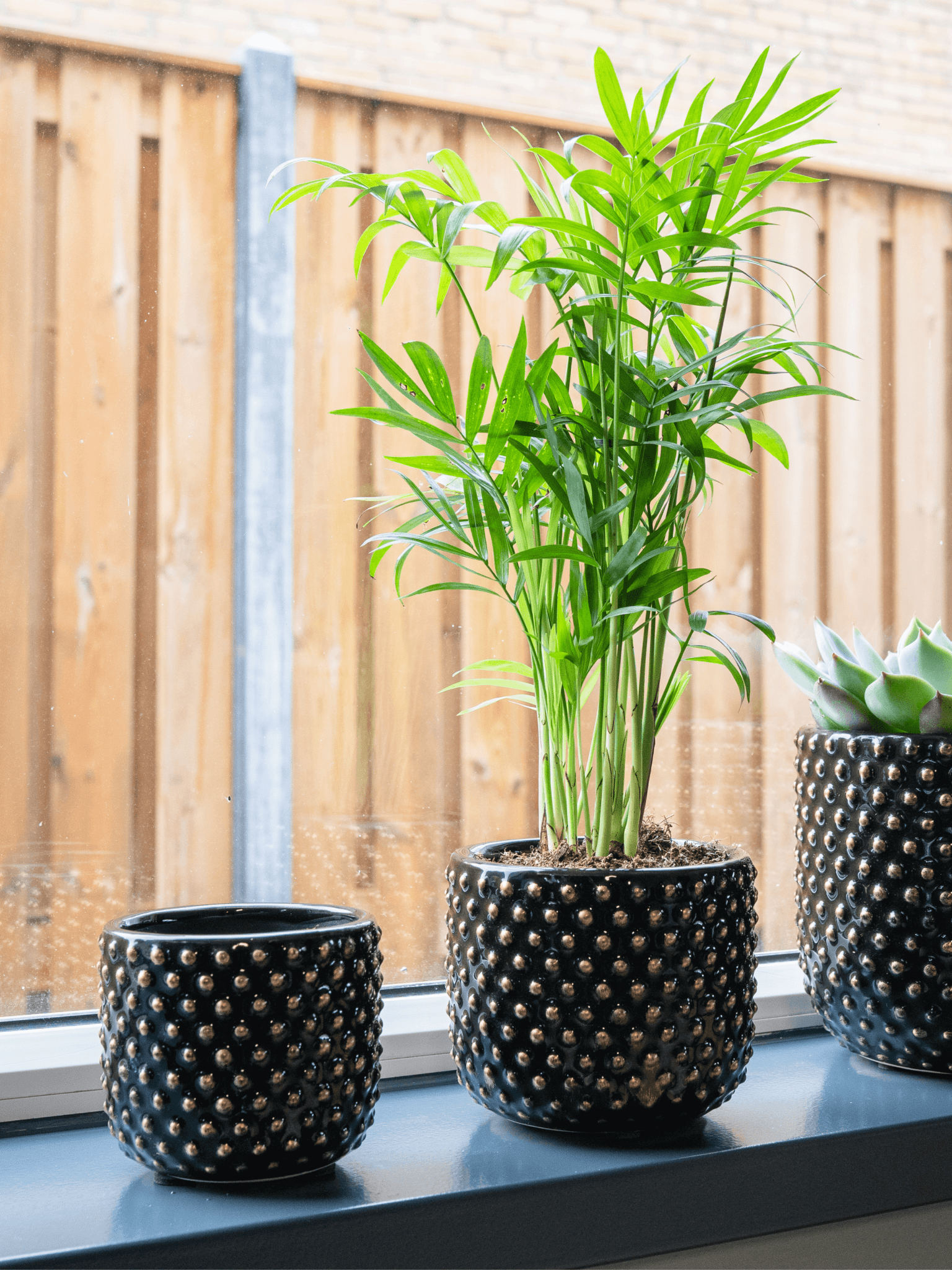 Parlour Palm, Chamaedorea Elegans, Indoor Palm, Beginners Plant