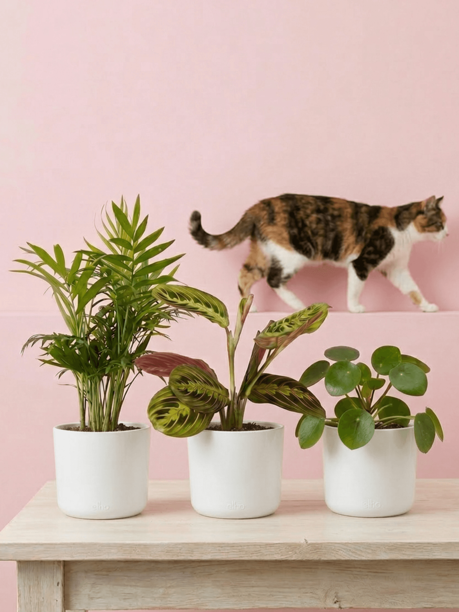 Pet Friendly Houseplant Bundle | Non-Toxic Plant Set