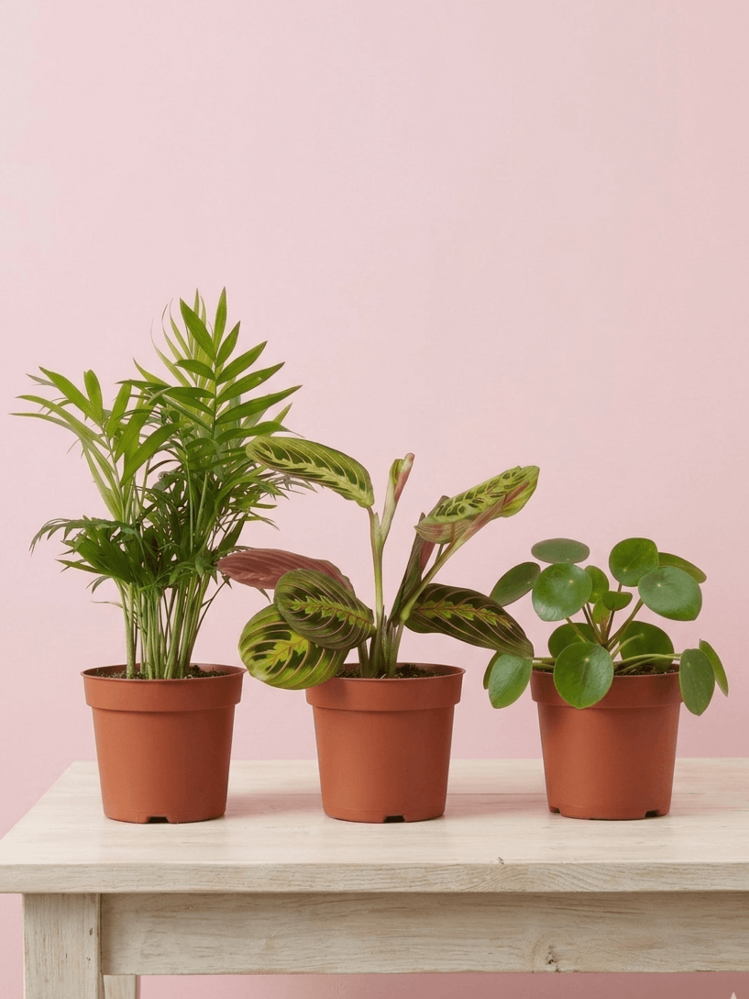 Pet Friendly Houseplant Bundle | Non-Toxic Plant Set