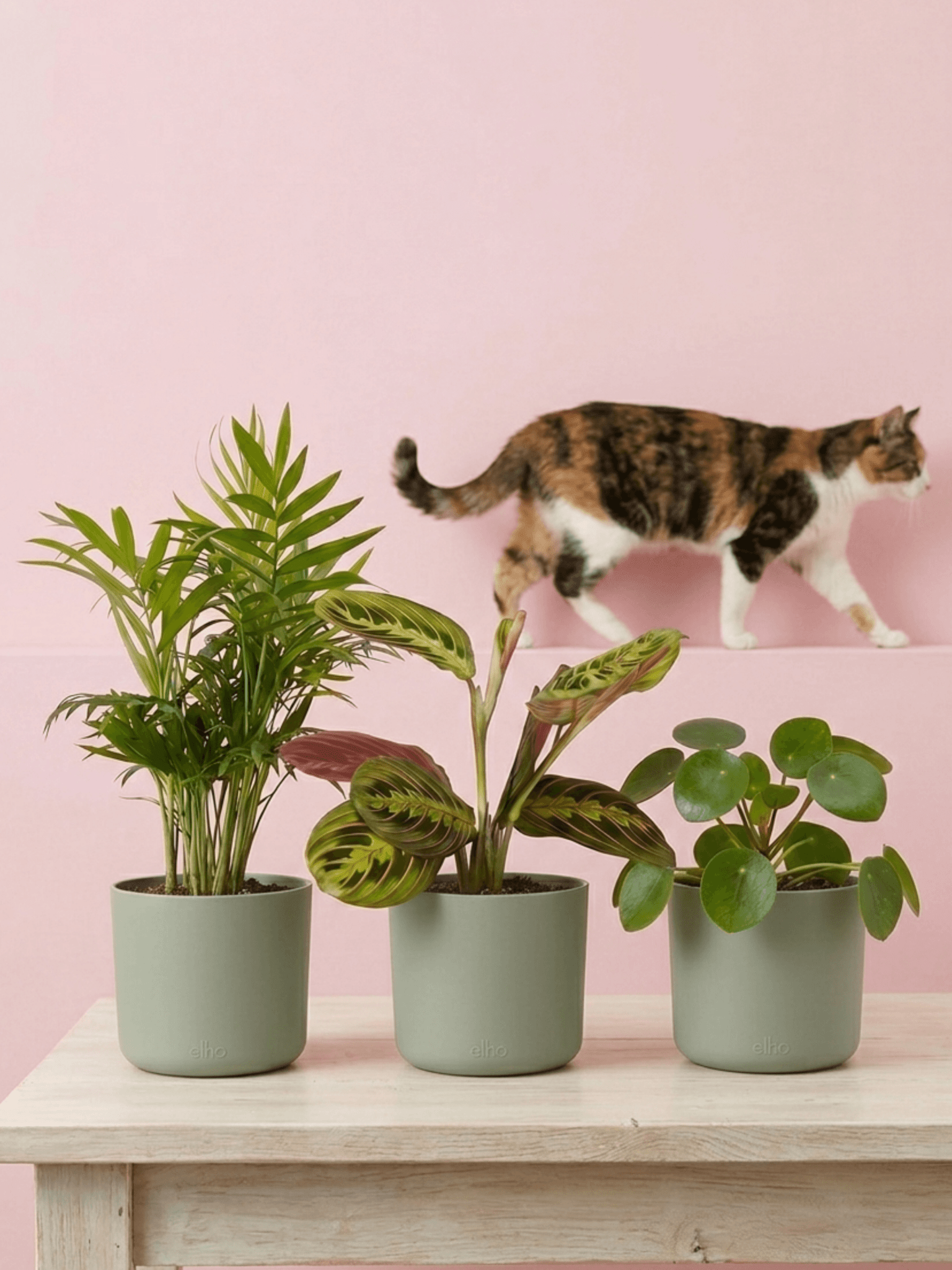 Pet Friendly Houseplant Bundle | Non-Toxic Plant Set