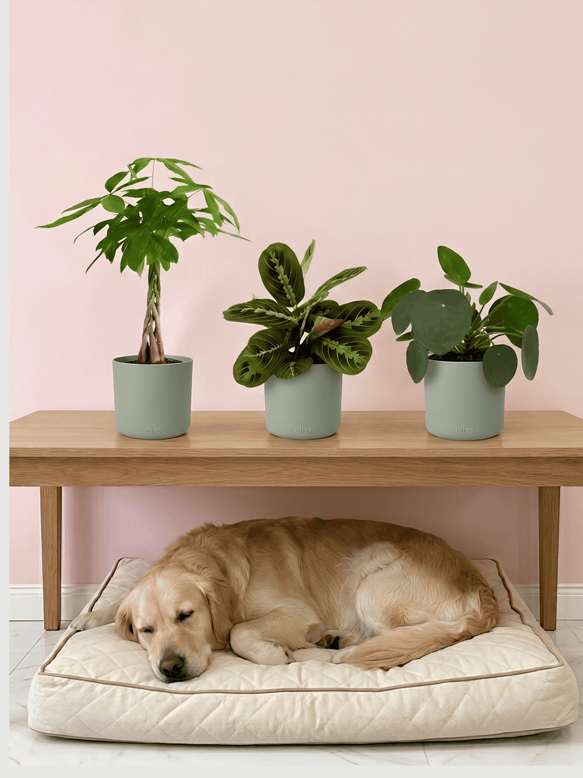 Pet-Friendly Houseplant Trio | Non-Toxic Indoor Plant Bundle - Rebel Plants