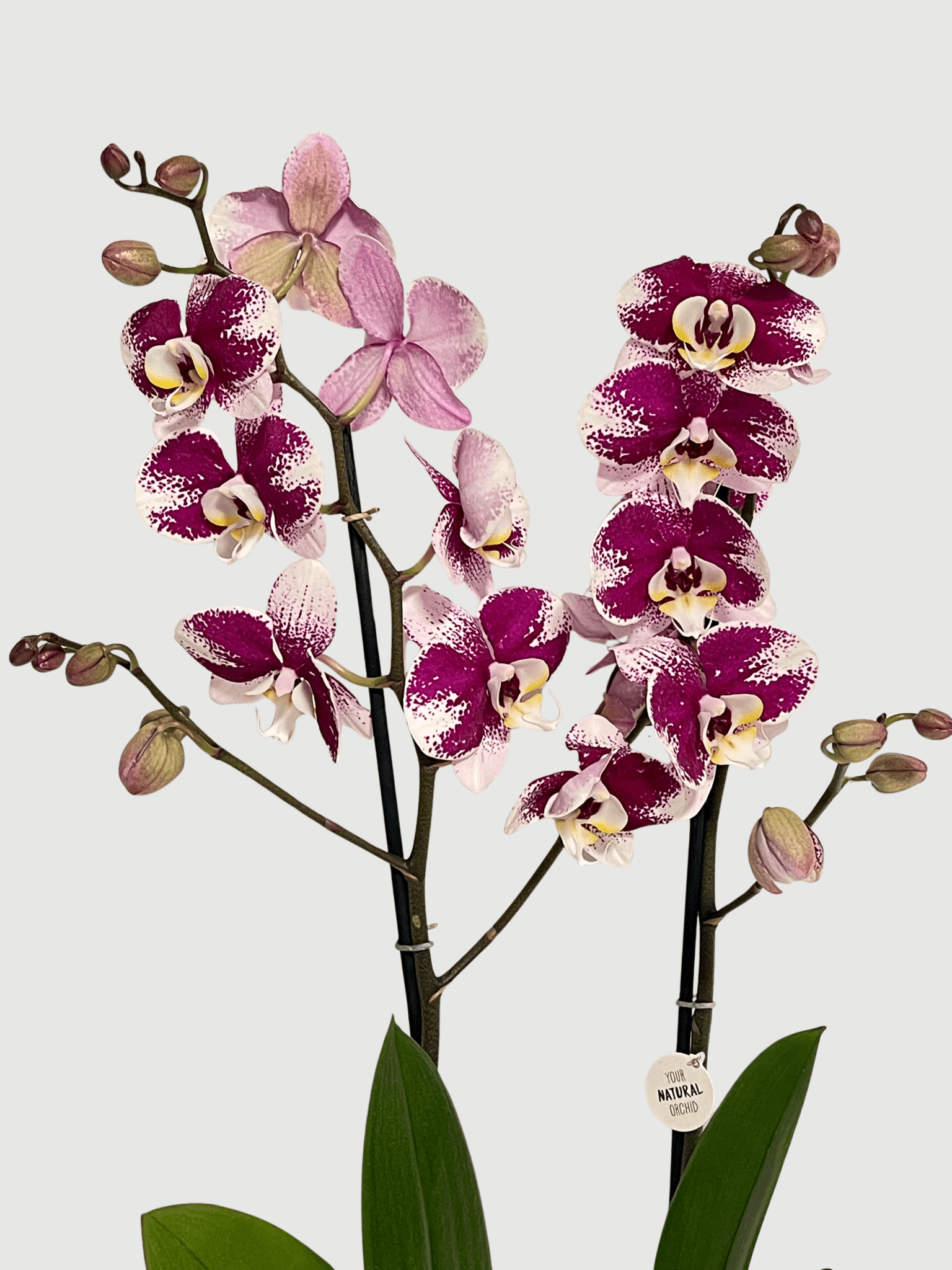 Phalaenopsis Barcelona | Deep Magenta Moth Orchid, 60cm - Rebel Plants