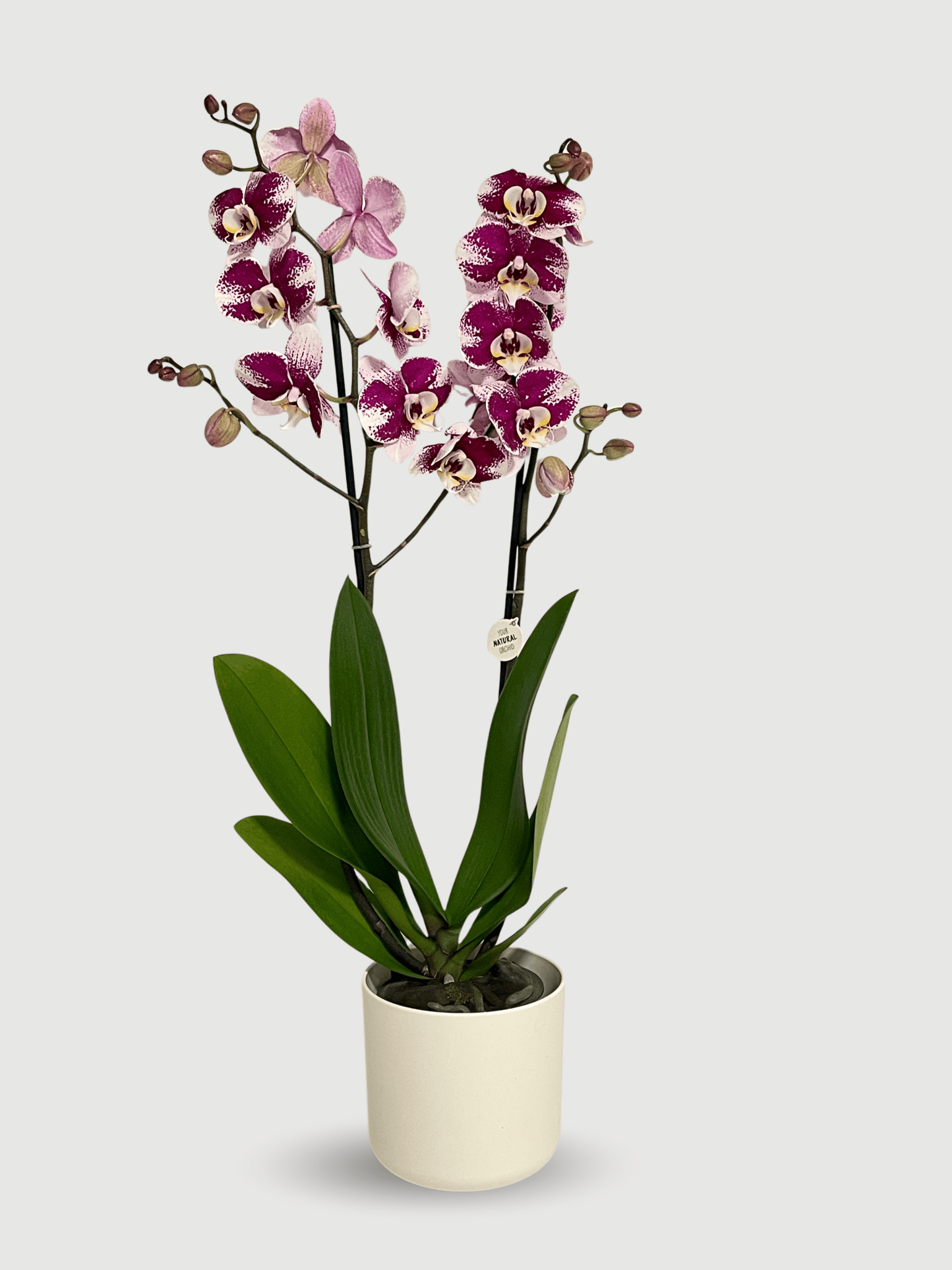 Phalaenopsis Barcelona | Deep Magenta Moth Orchid, 60cm - Rebel Plants