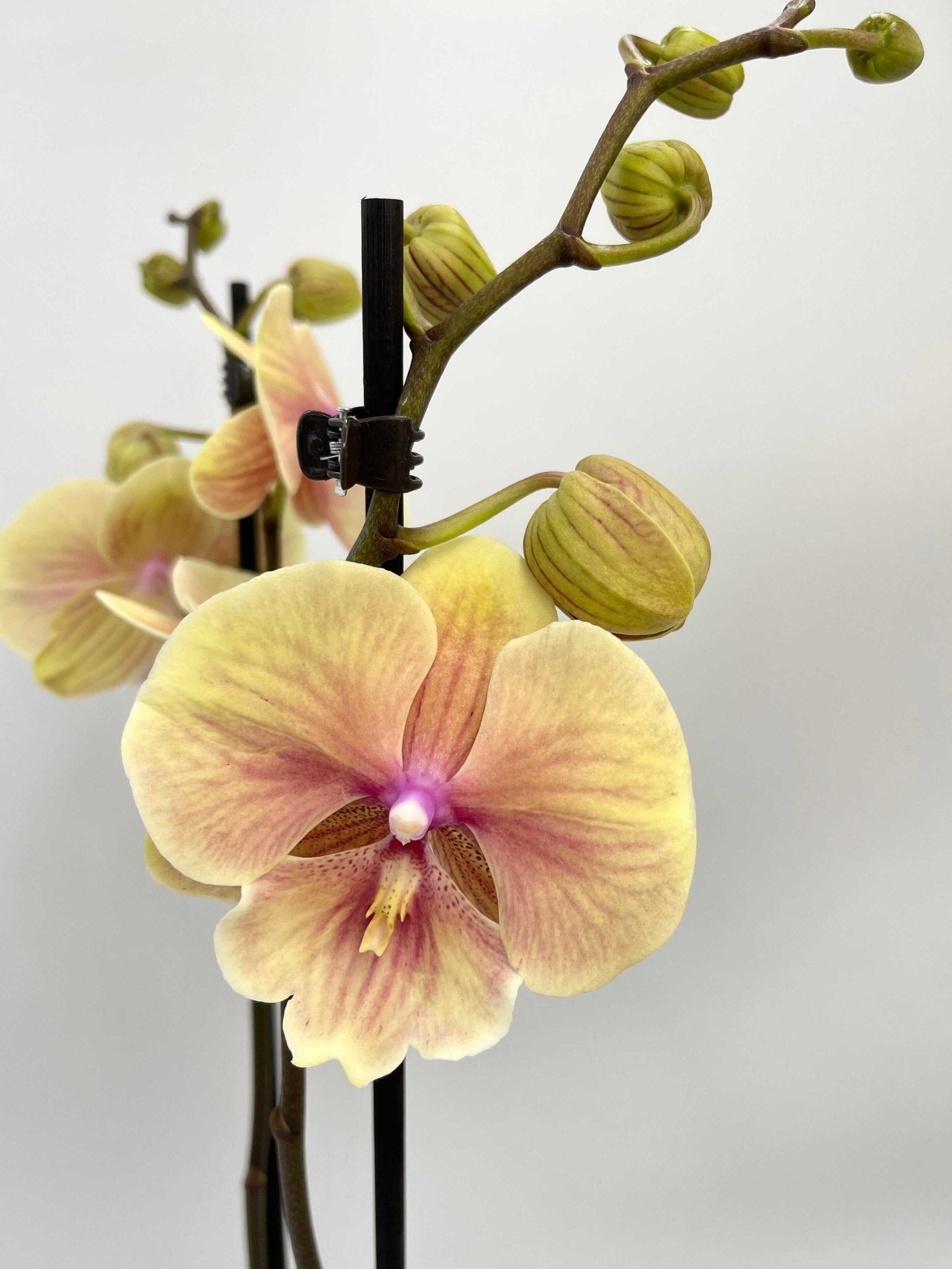 Phalaenopsis Big Lip, Phalaenopsis Darla