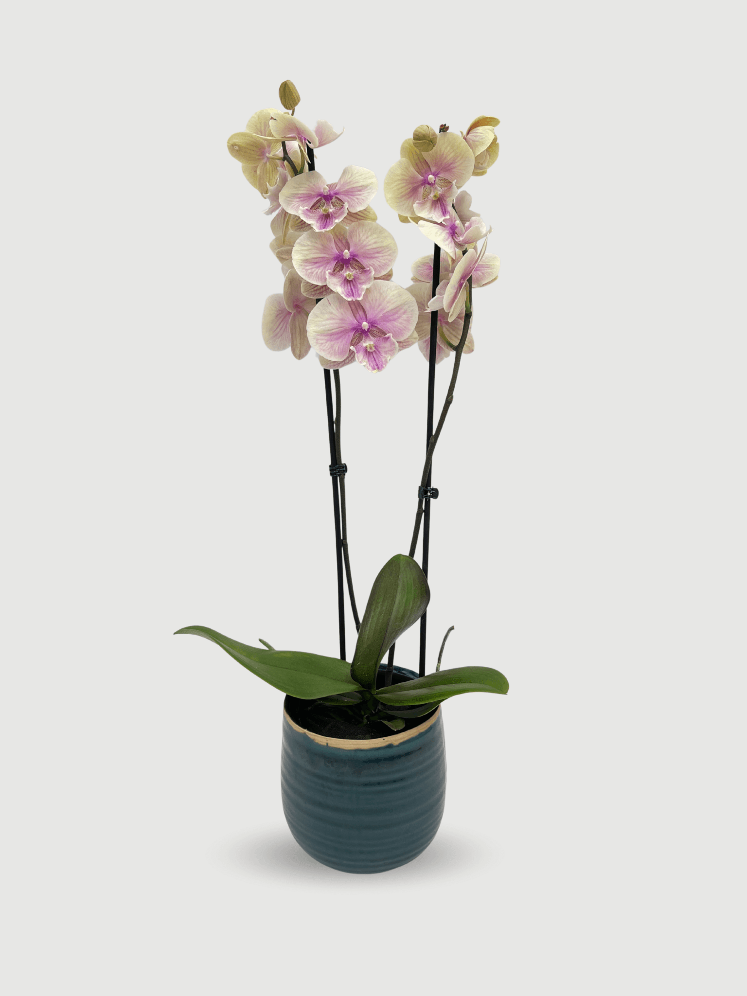 Phalaenopsis_Big_Lip_Phalaenopsis_Daria