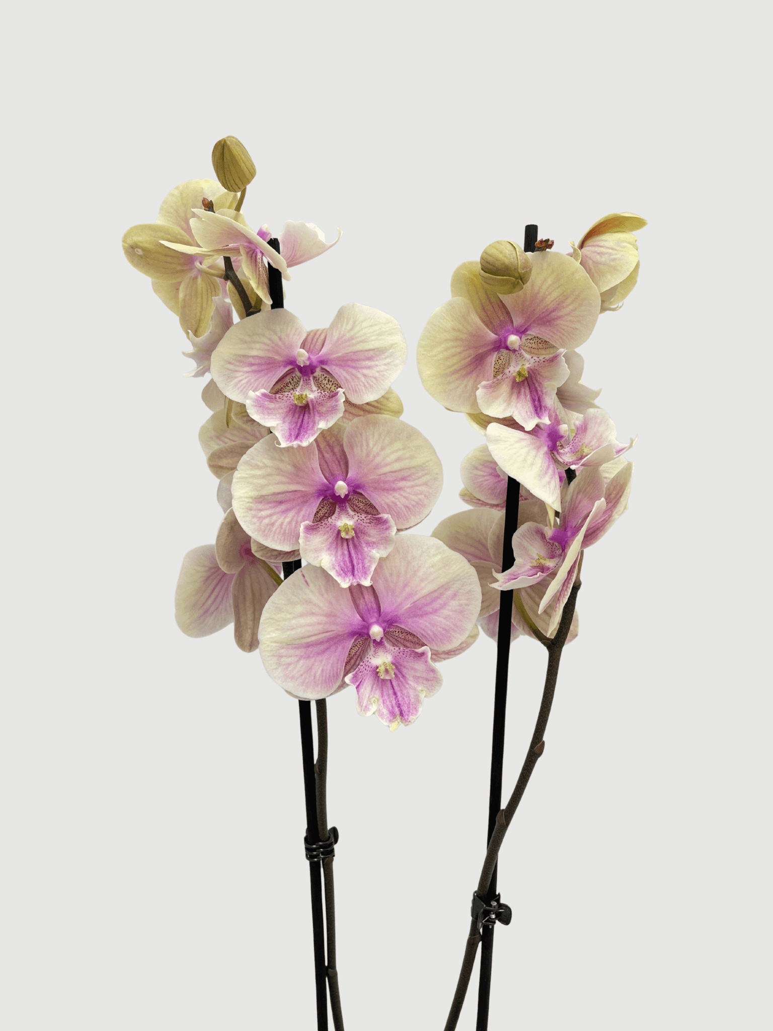 Phalaenopsis_Big_Lip_Phalaenopsis_Daria