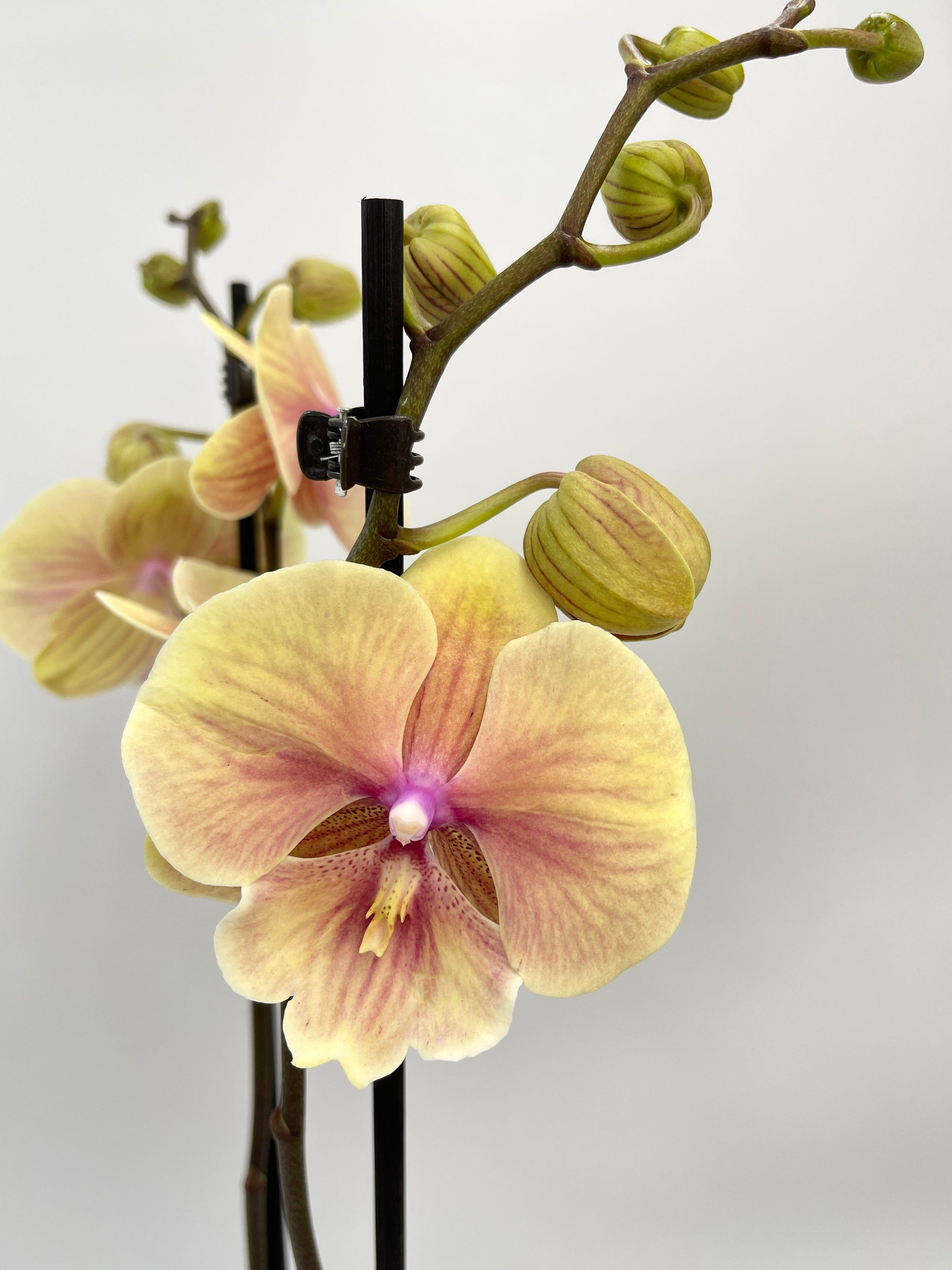 Phalaenopsis Big Lip, Phalaenopsis Darla