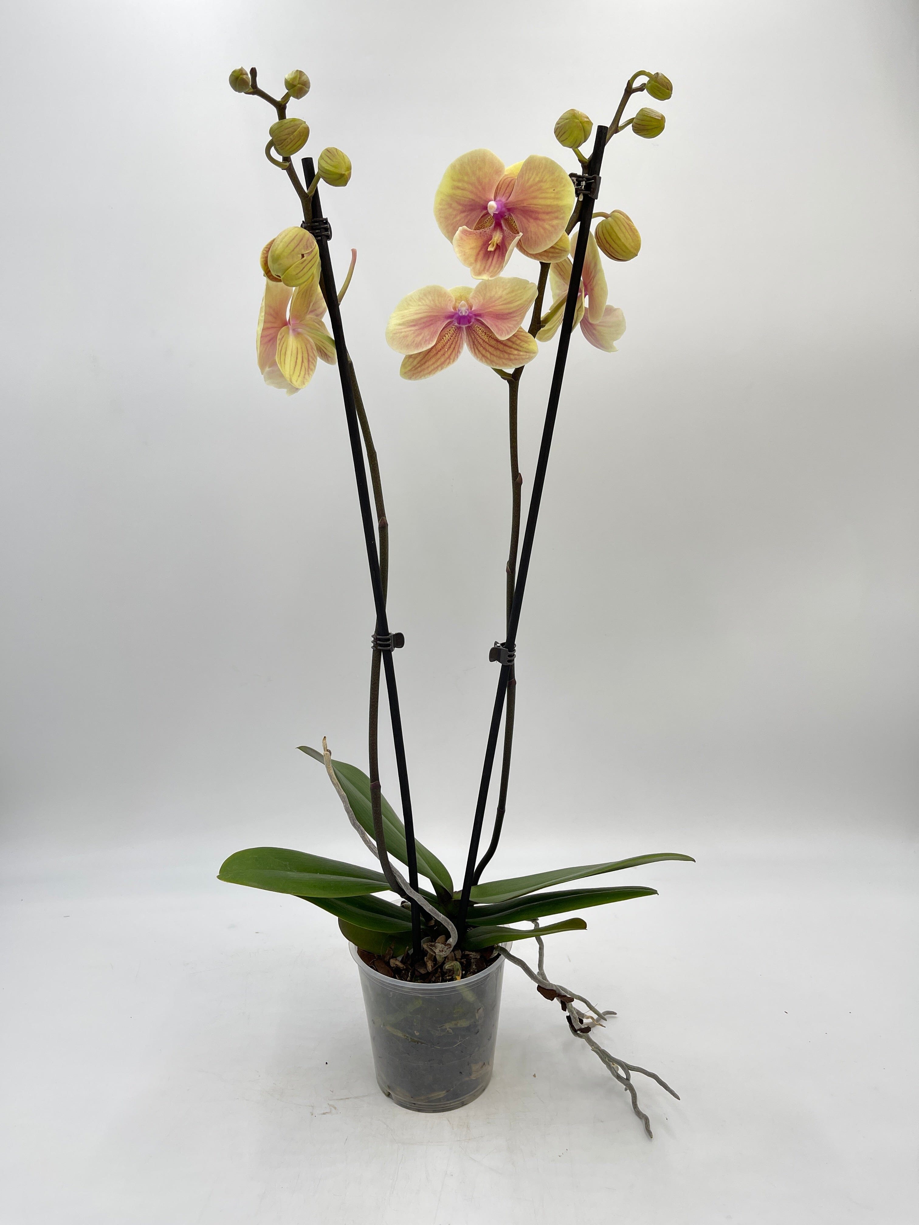 Phalaenopsis Big Lip, Phalaenopsis Darla