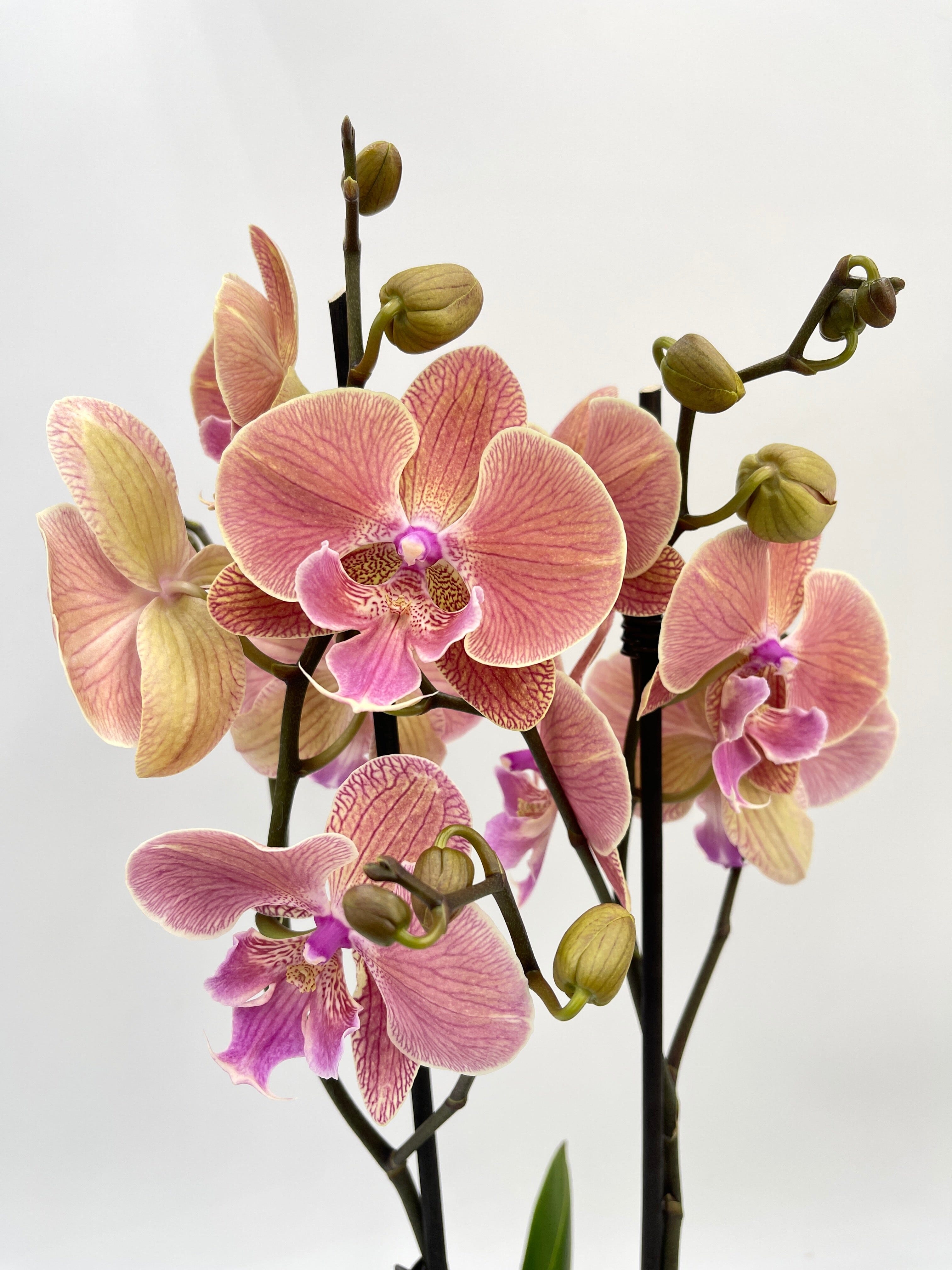 Phalaenopsis Big Lip, Phalaenopsis Golden Leopard