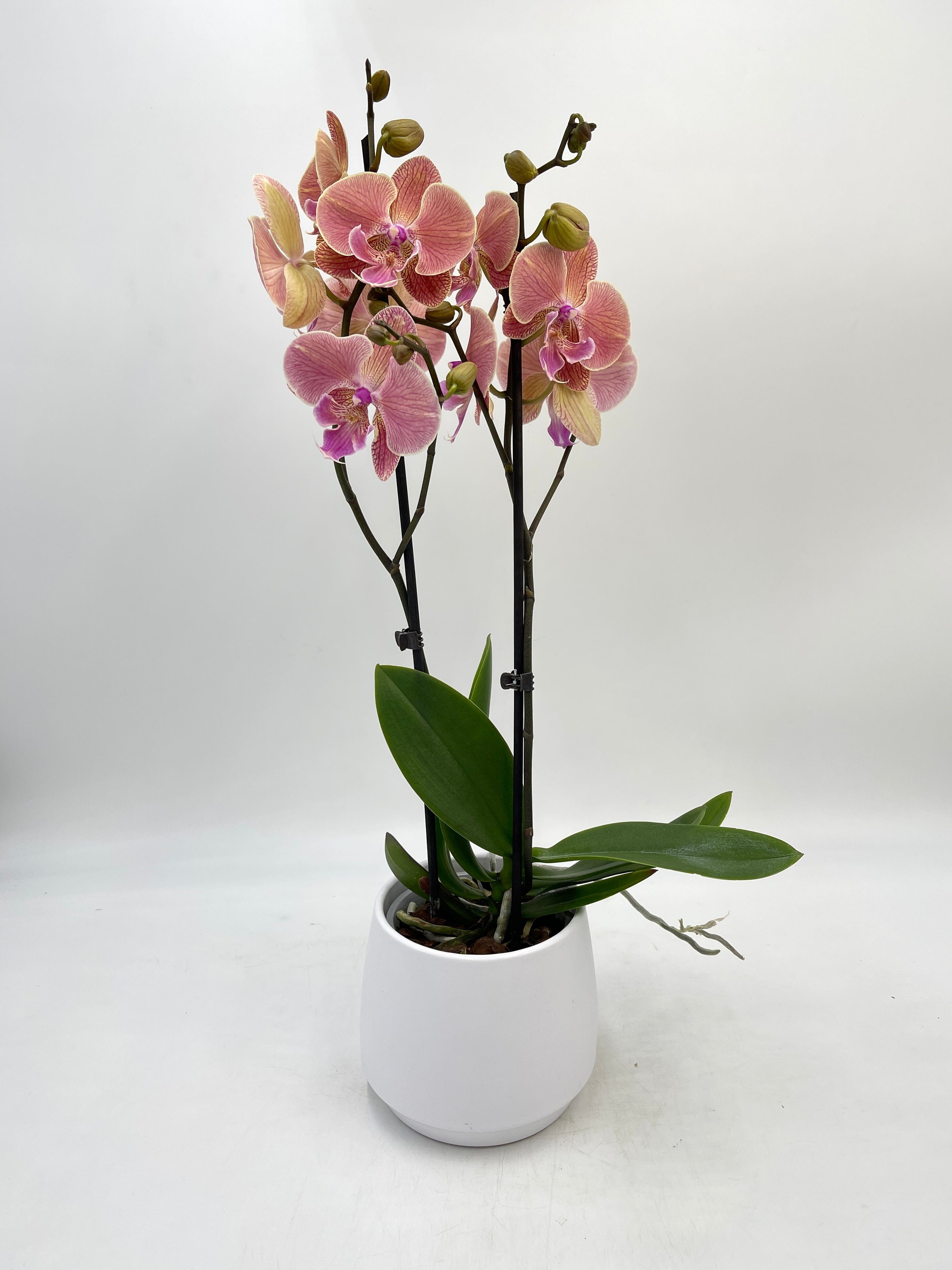 Phalaenopsis Big Lip, Phalaenopsis Golden Leopard