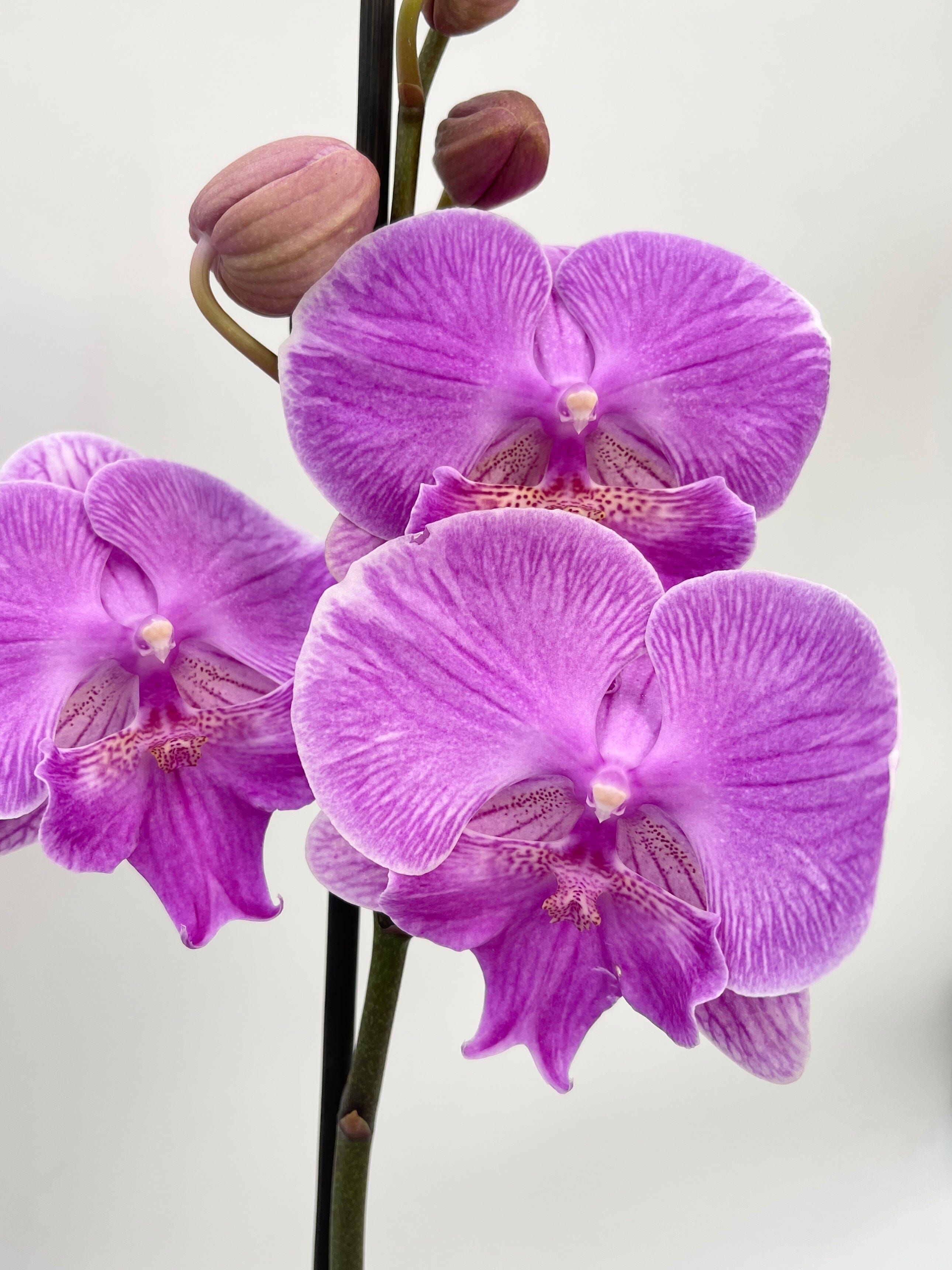 Phalaenopsis Big lip, Phalaenopsis Manta Kalimantan