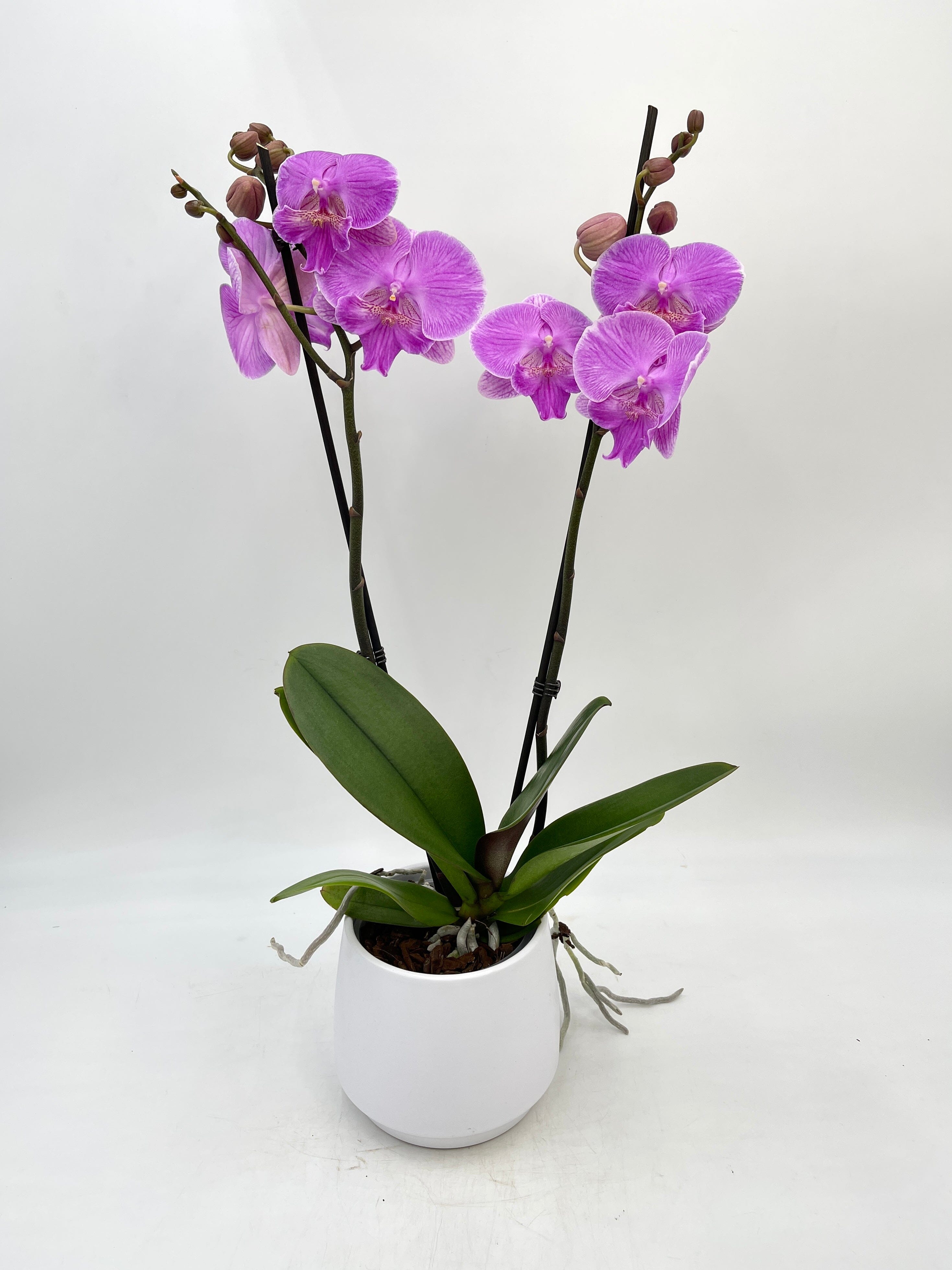 Phalaenopsis Big lip, Phalaenopsis Manta Kalimantan