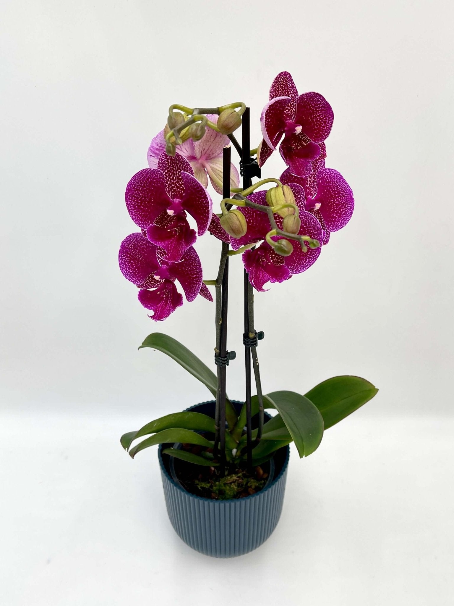 Phalaenopsis Big-Lip, Phalaenopsis Zoja Kiss