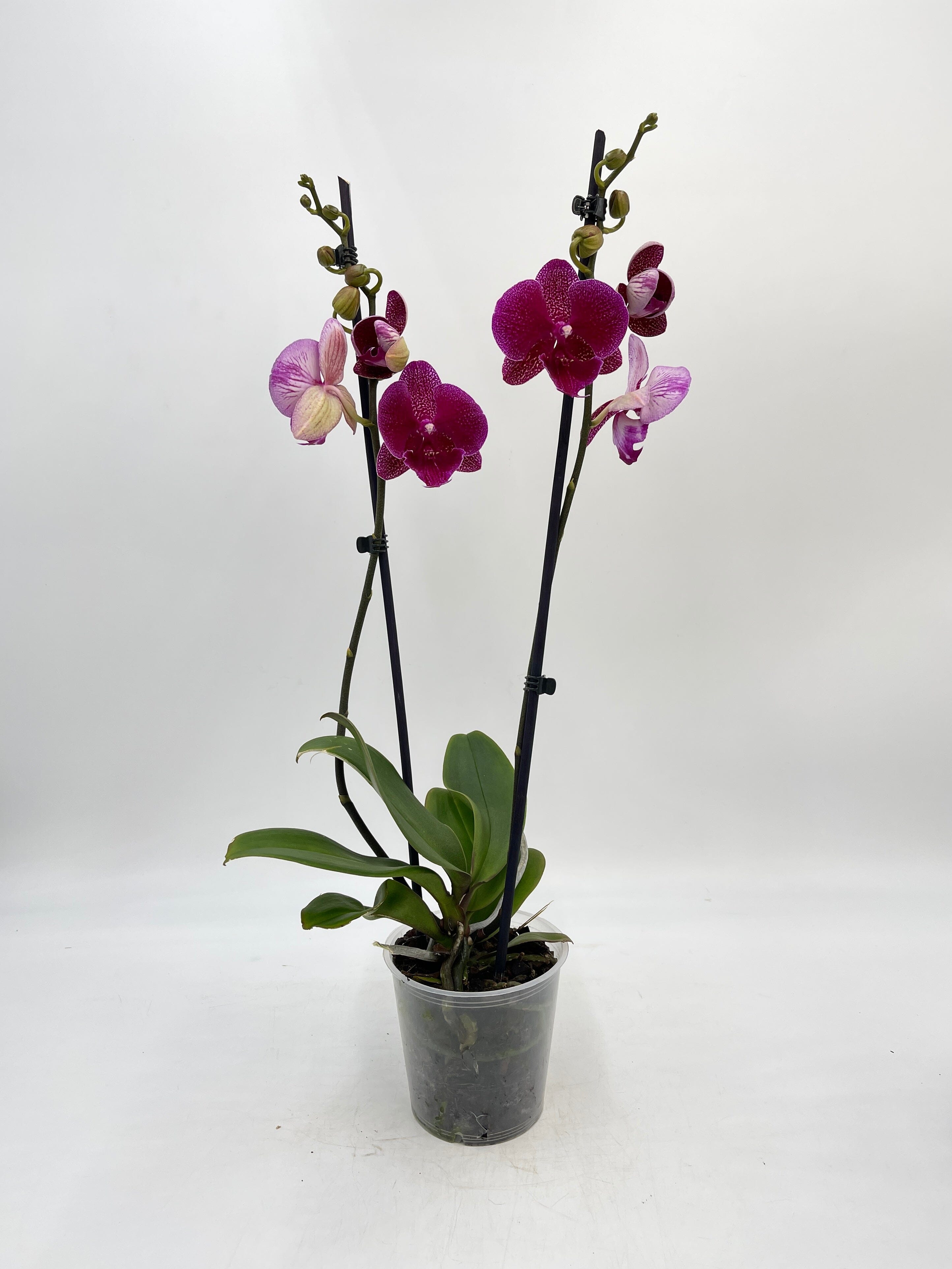 Phalaenopsis Big lips, Phalaenopsis Zoja Kizz