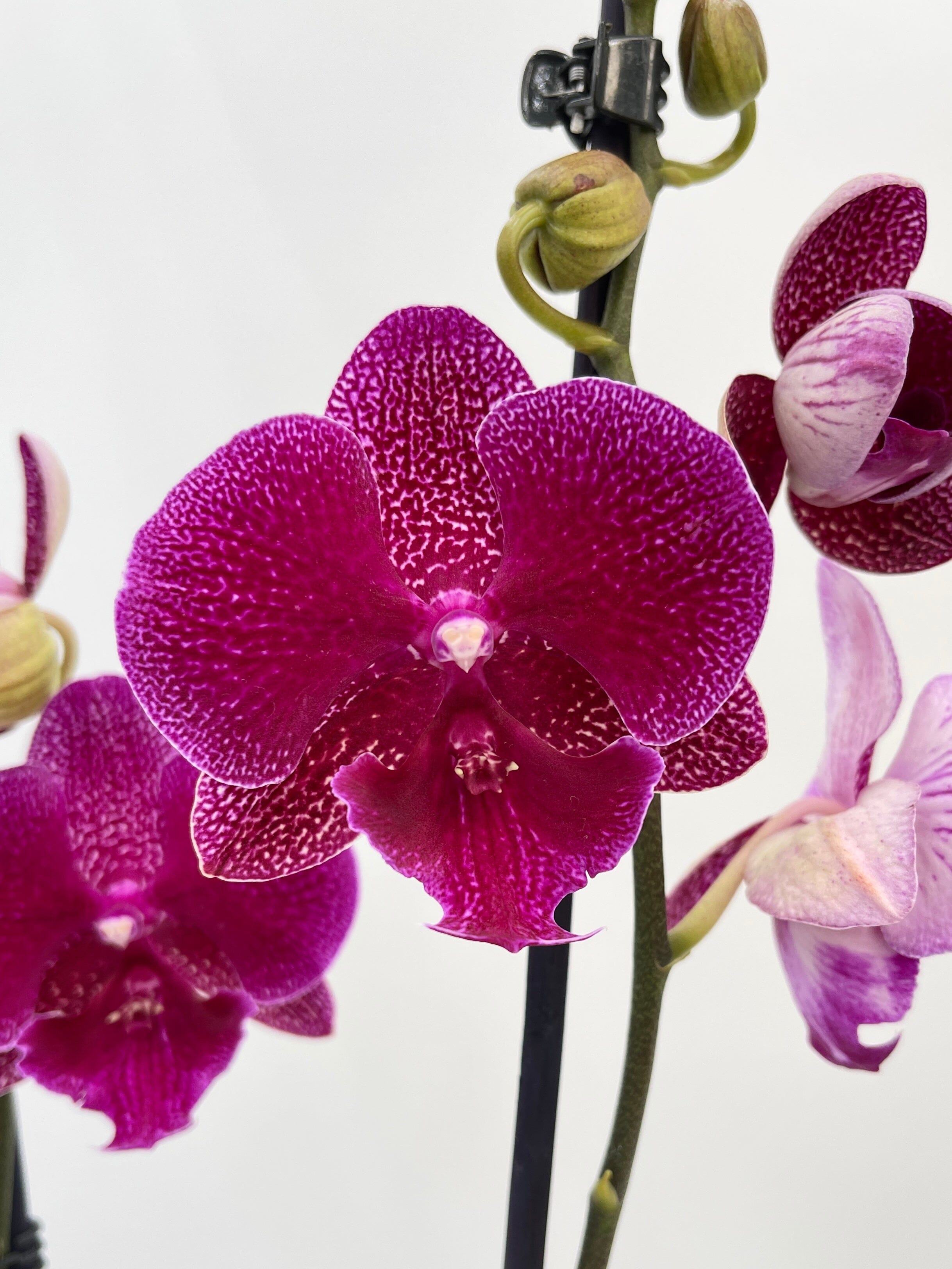 Phalaenopsis Big lips, Phalaenopsis Zoja Kizz