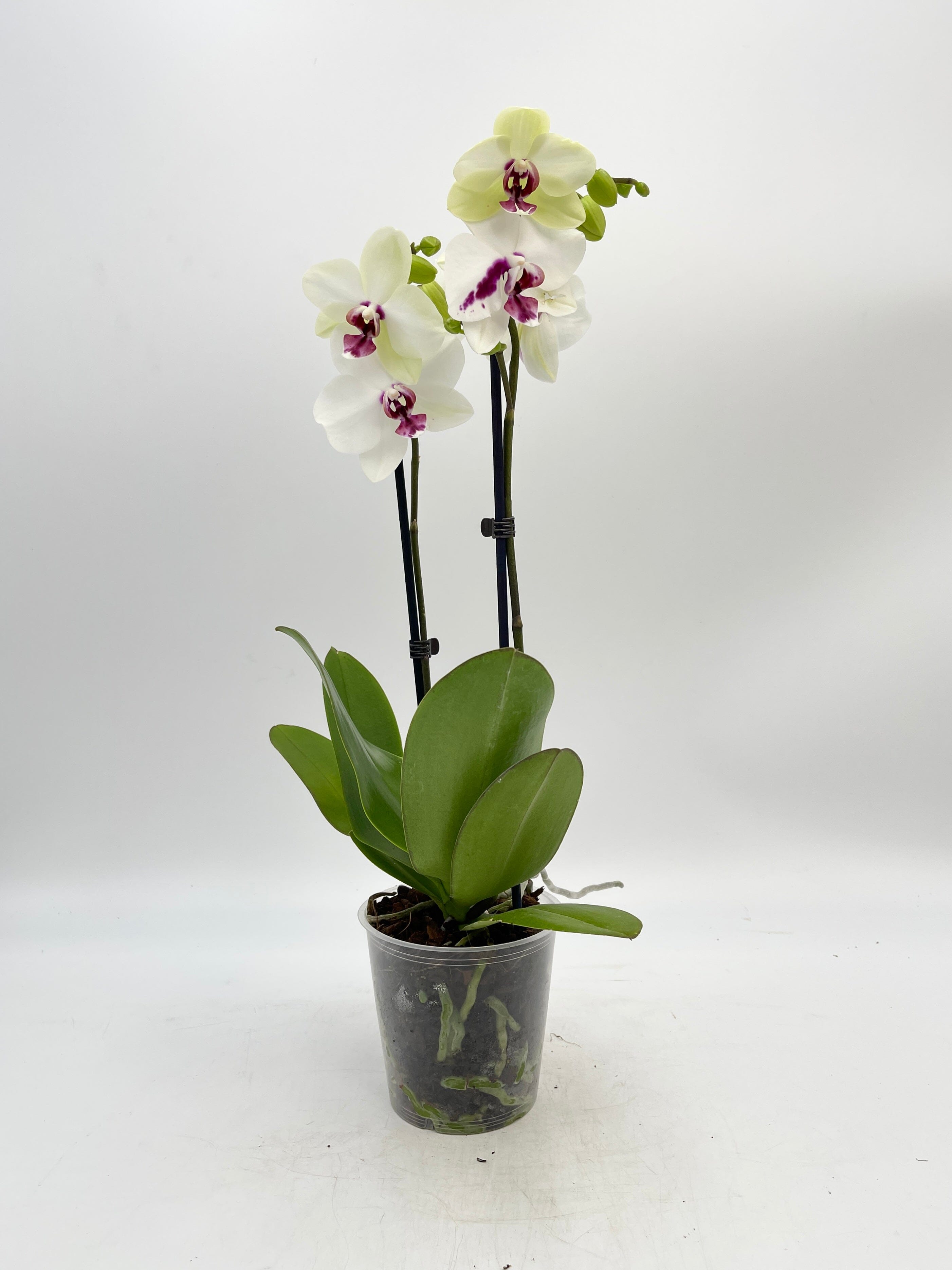 Phalaenopsis Biglip Orchid, 12 cm Pot