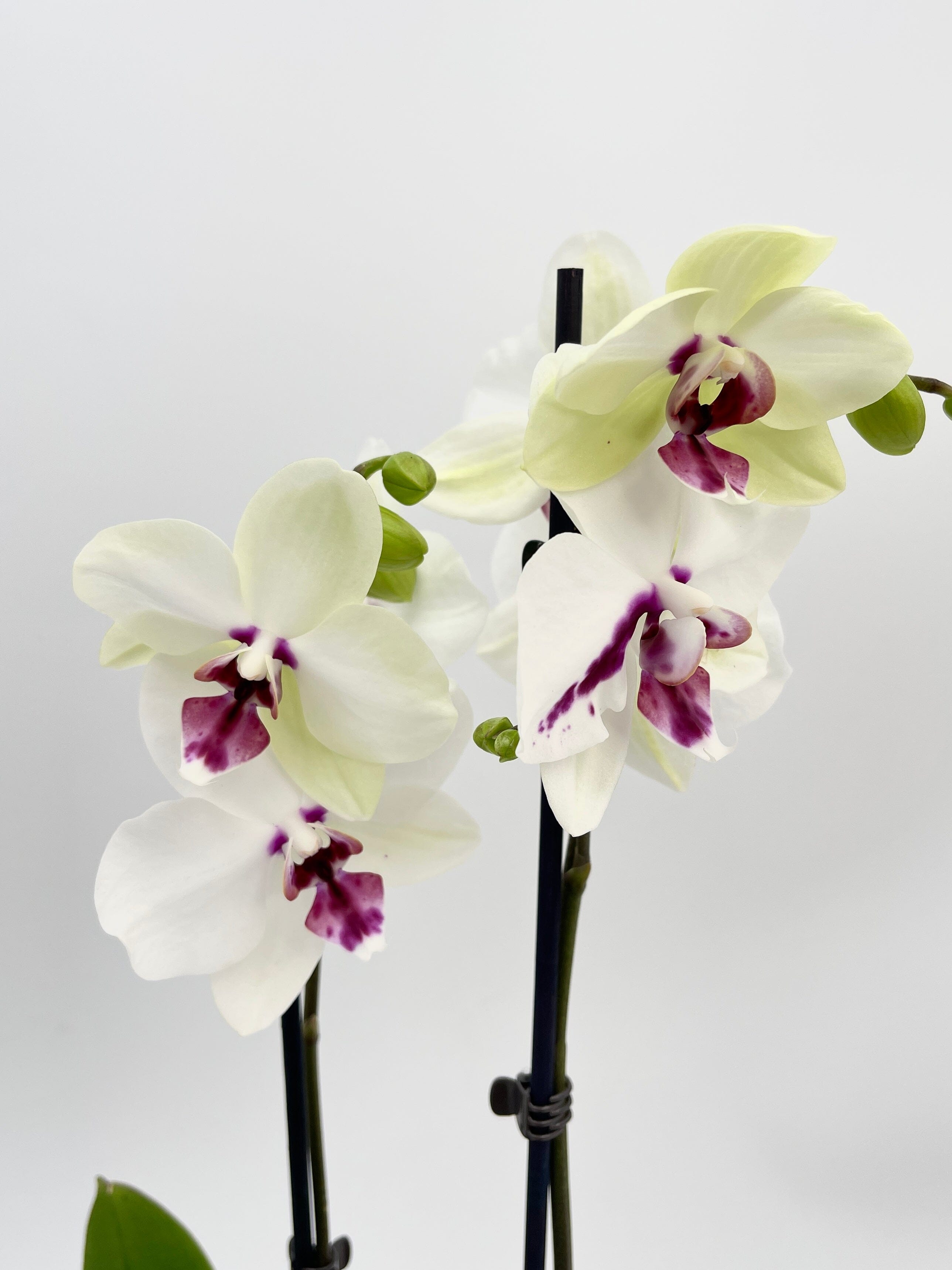 Phalaenopsis Biglip Orchid, 12 cm Pot