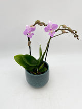 Phalaenopsis Biglip Orchid Pink, 9cm Pot