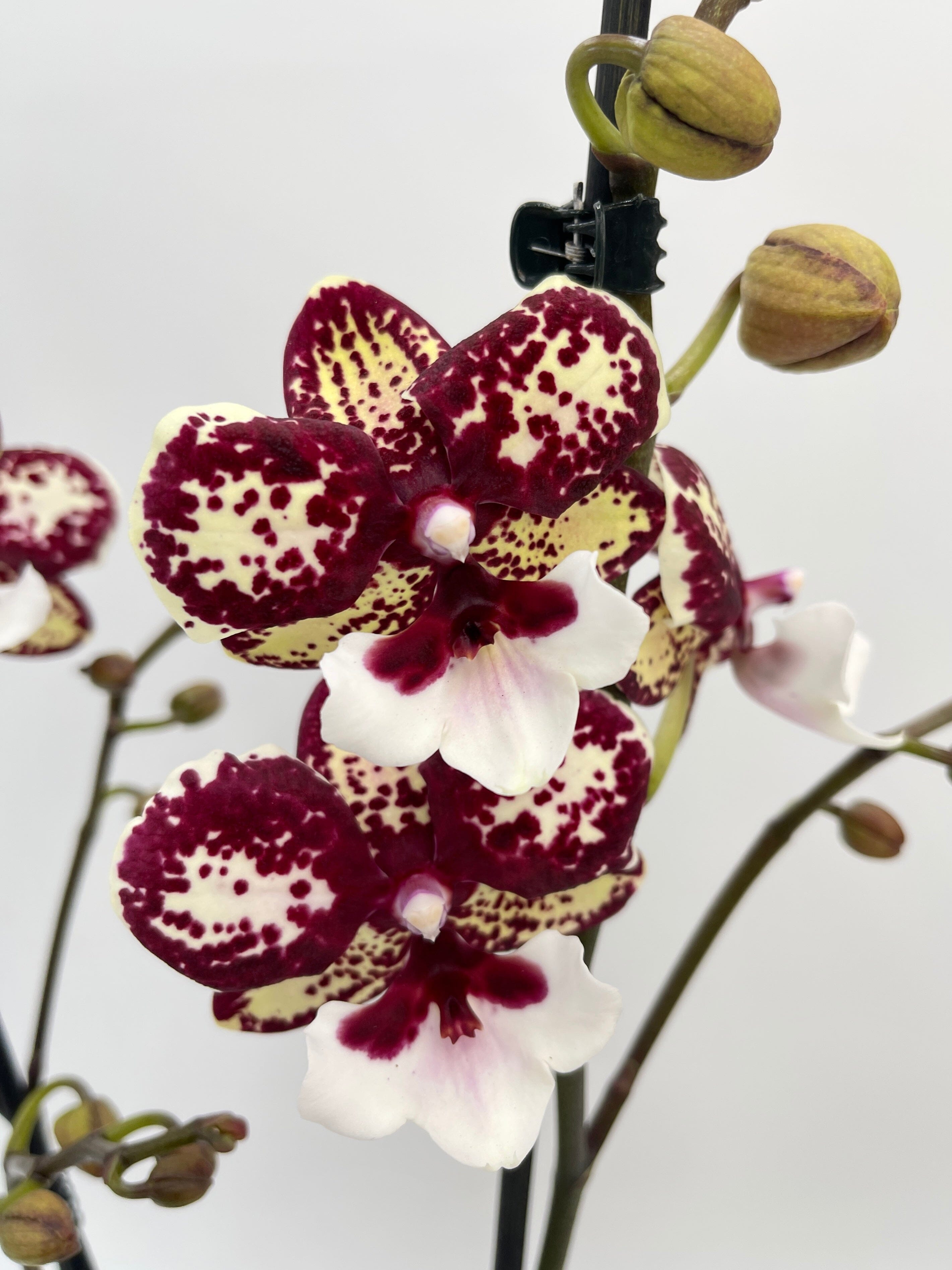 Phalaenopsis Chocolate Kiss