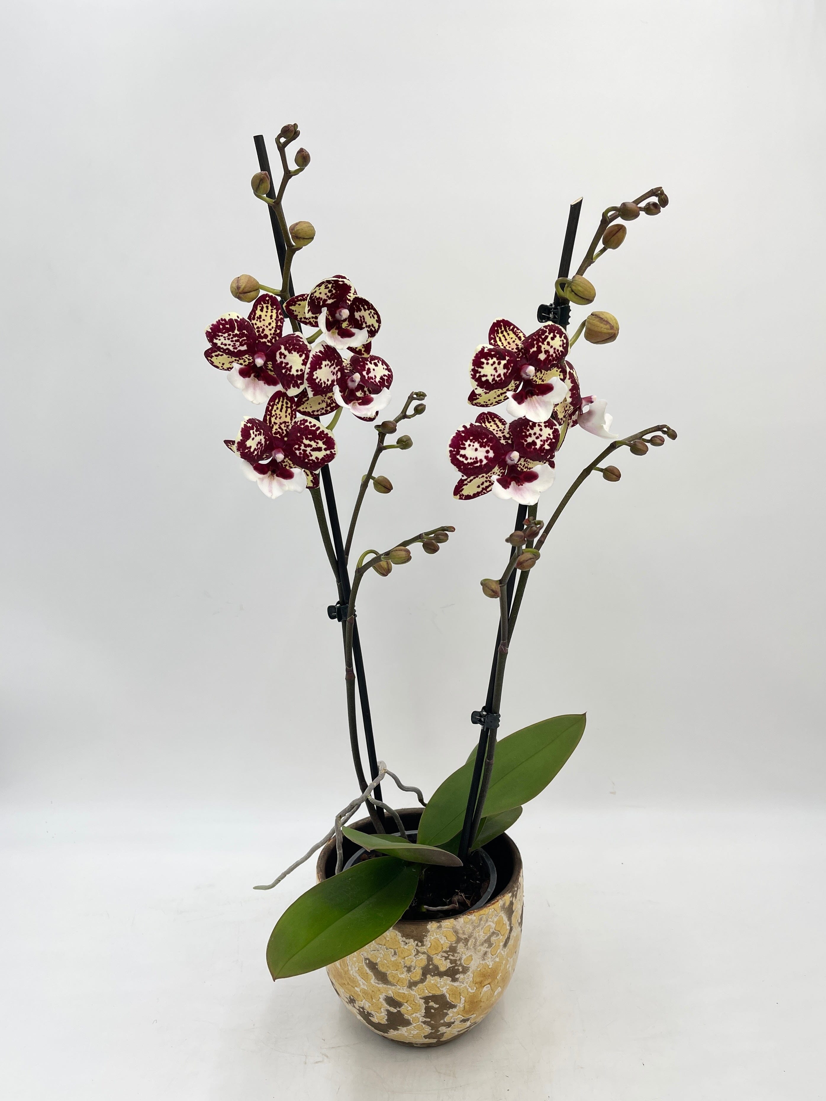 Phalaenopsis Chocolate Kiss