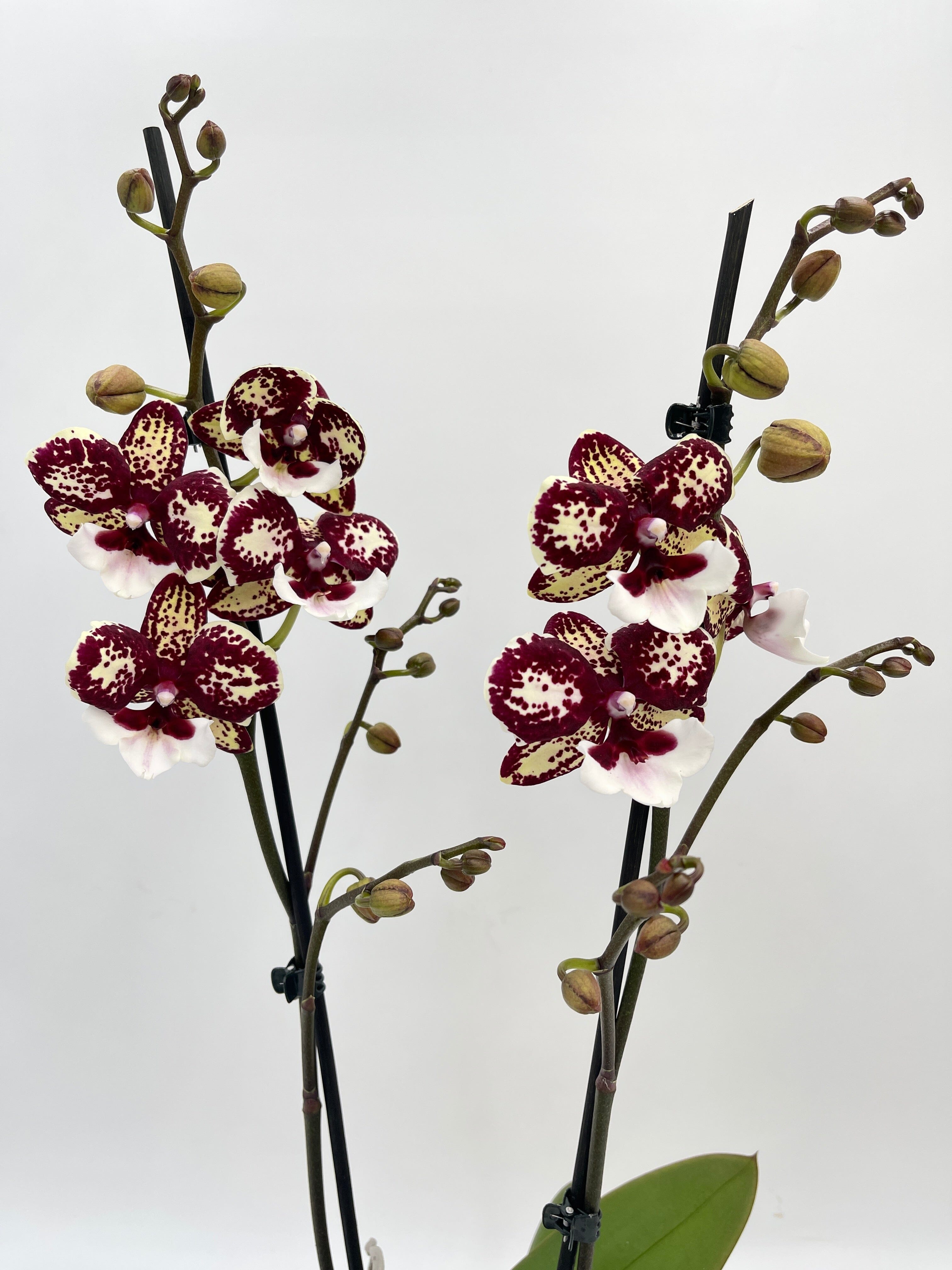 Phalaenopsis Chocolate Kiss