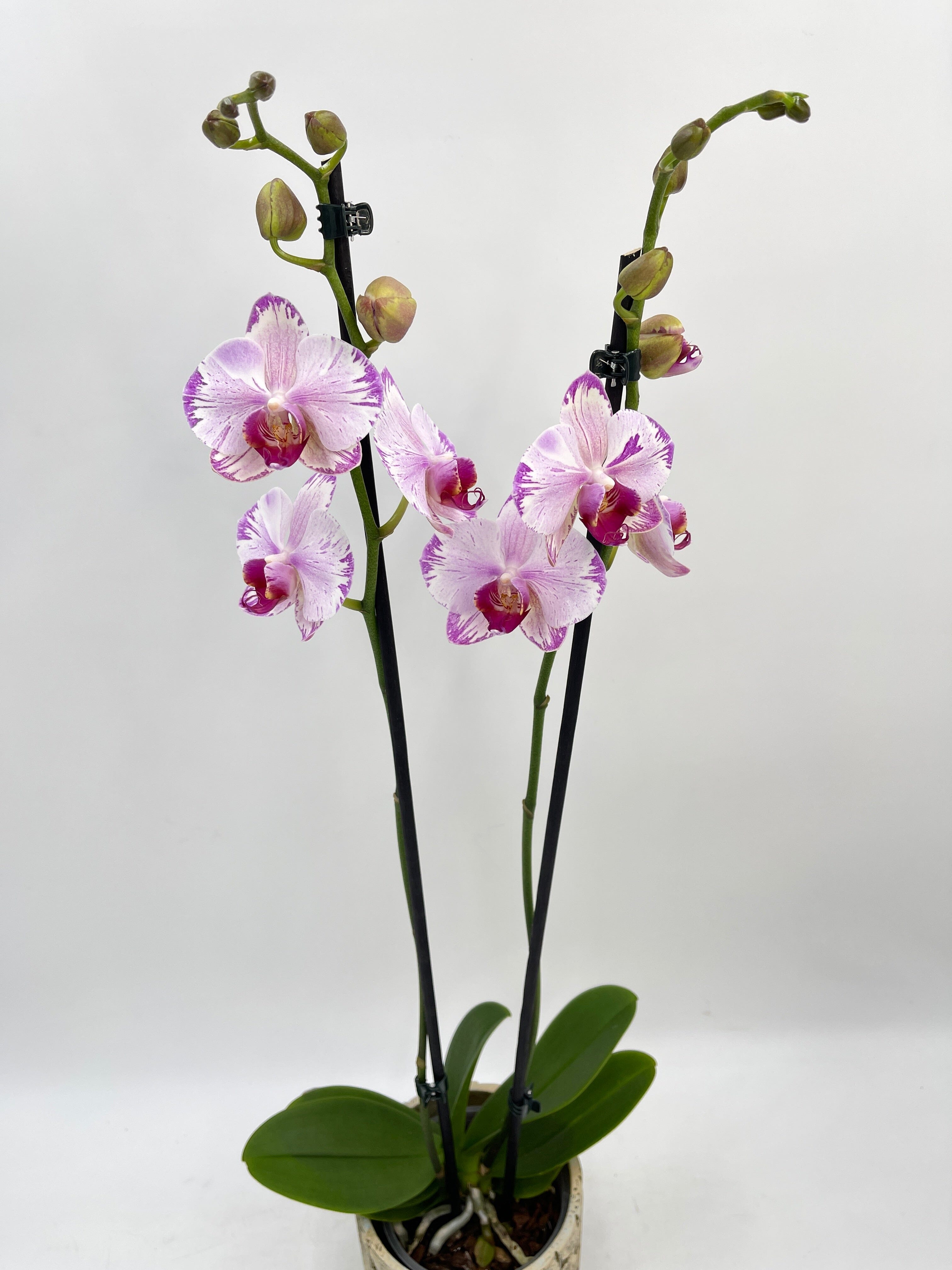 Phalaenopsis Fong Tien's Amapearl 'Cone Pearl