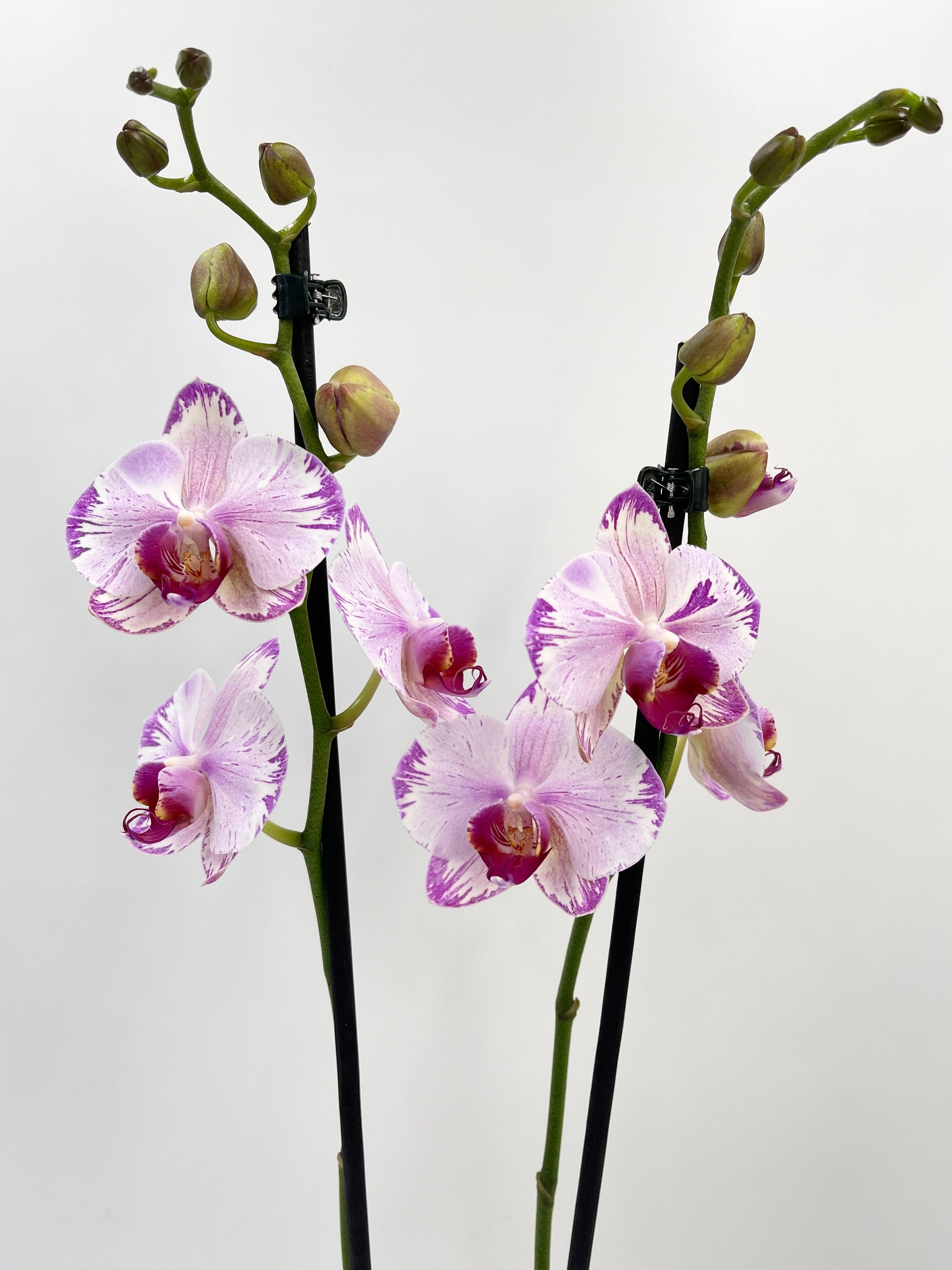 Phalaenopsis Fong Tien's Amapearl 'Cone Pearl