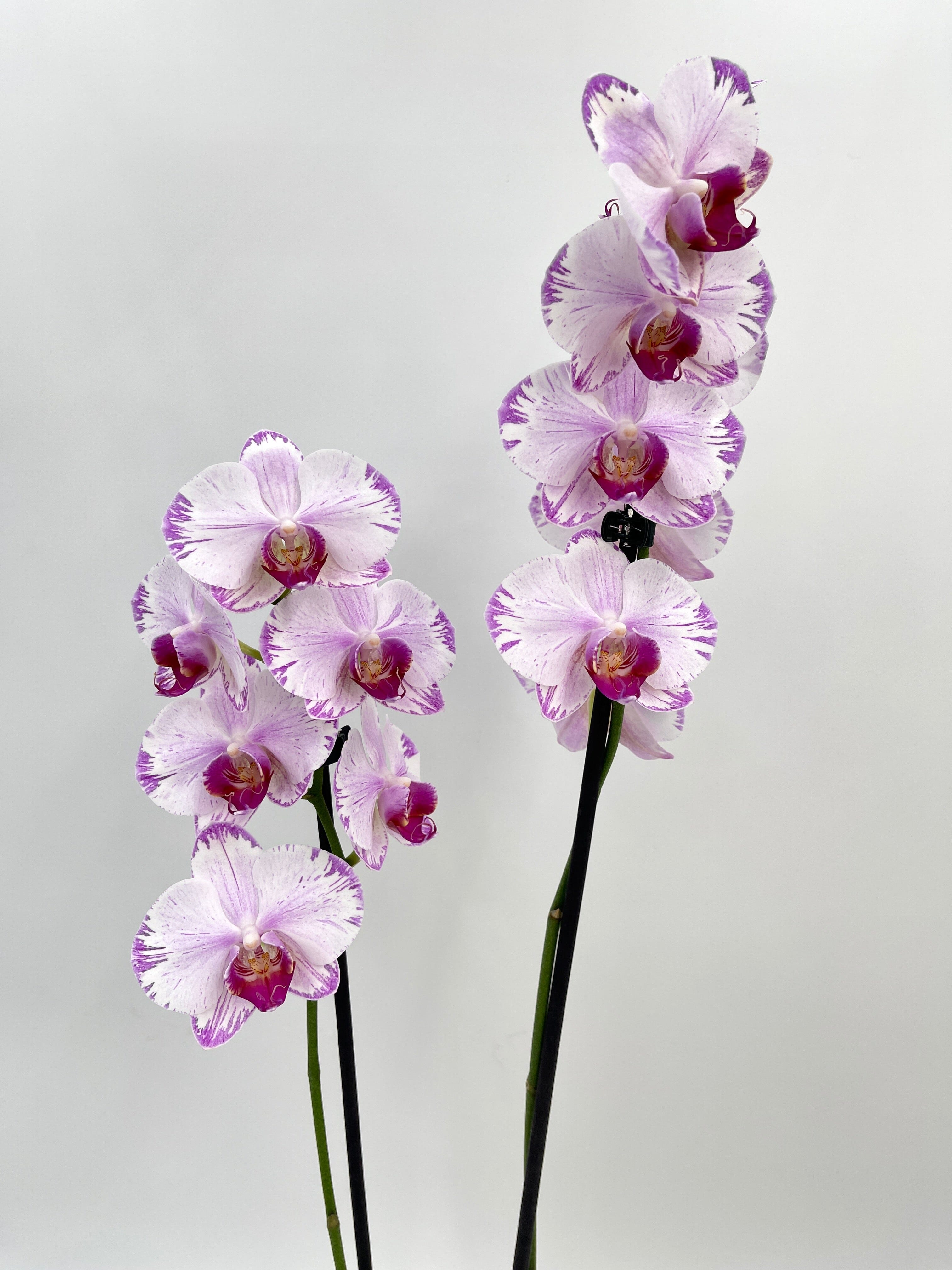 Phalaenopsis Fong Tien's Amapearl 'Cone Pearl