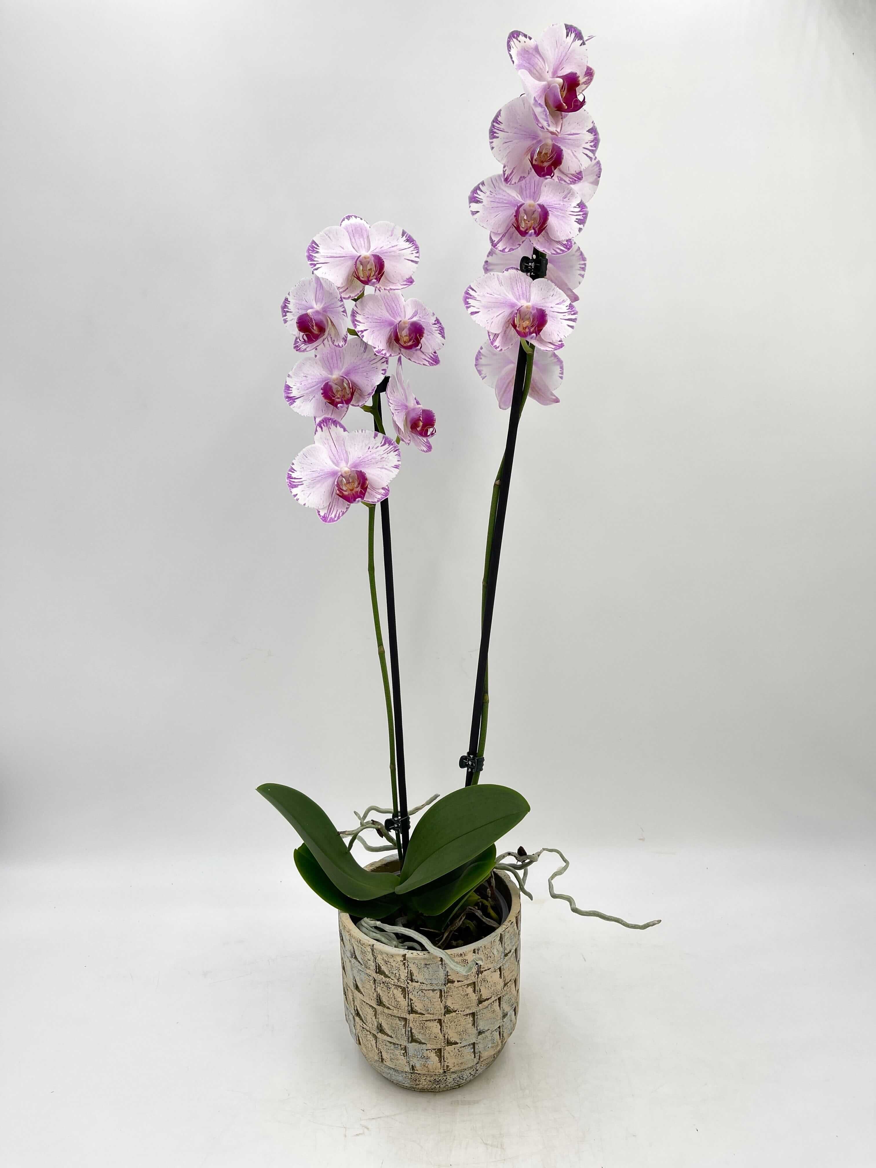 Phalaenopsis Fong Tien's Amapearl 'Cone Pearl