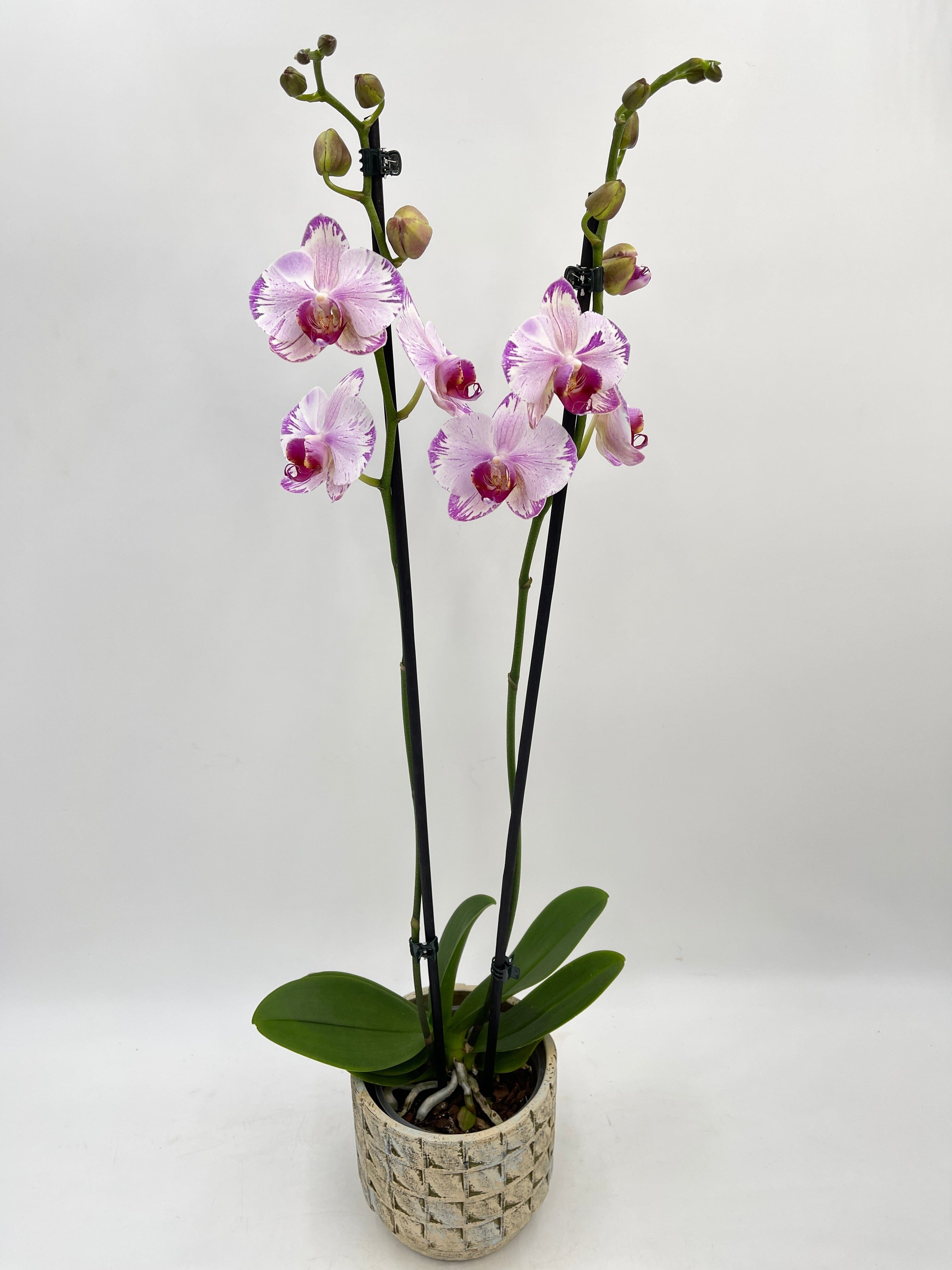 Phalaenopsis Fong Tien's Amapearl 'Cone Pearl