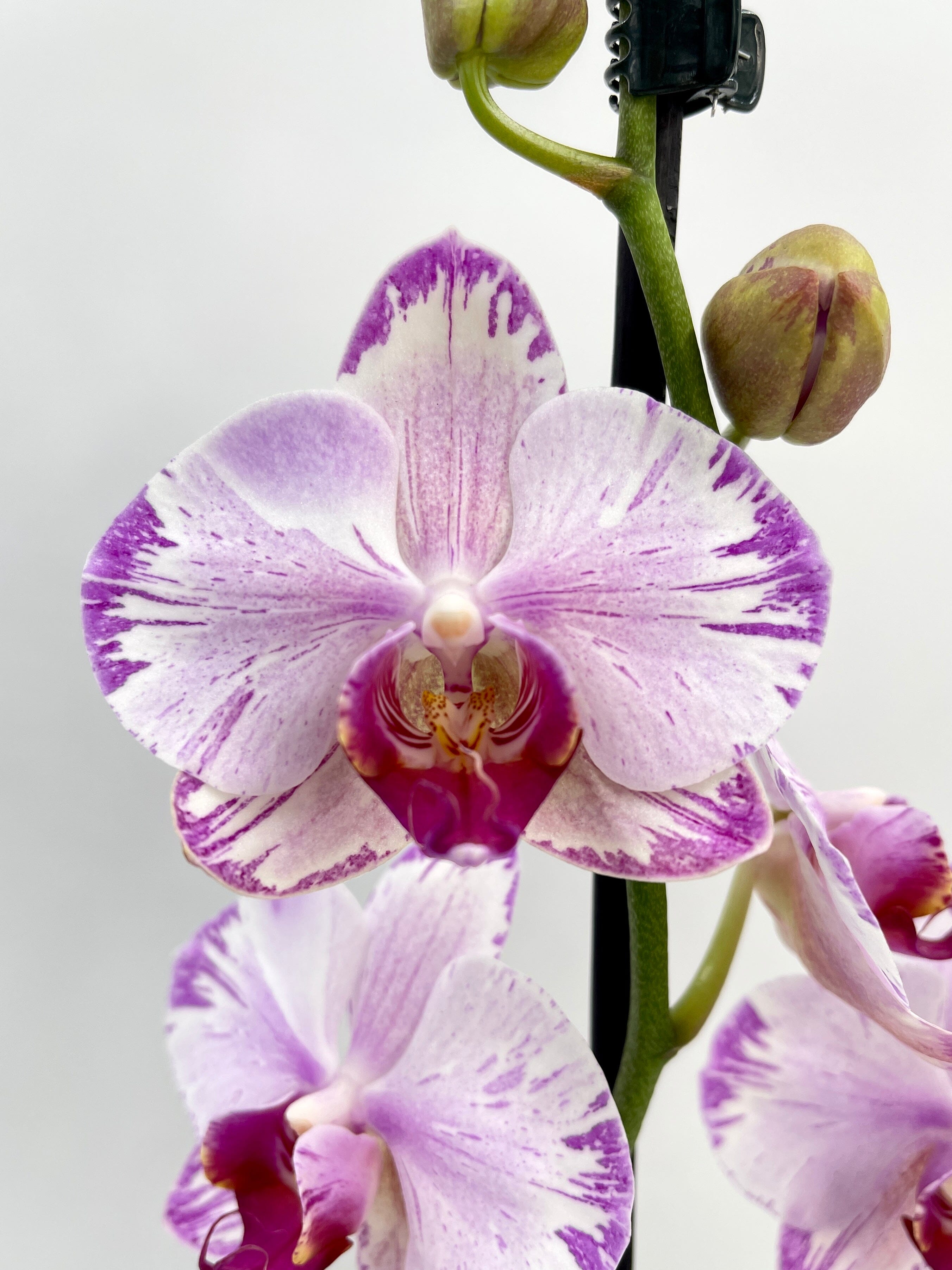 Phalaenopsis Fong Tien's Amapearl 'Cone Pearl