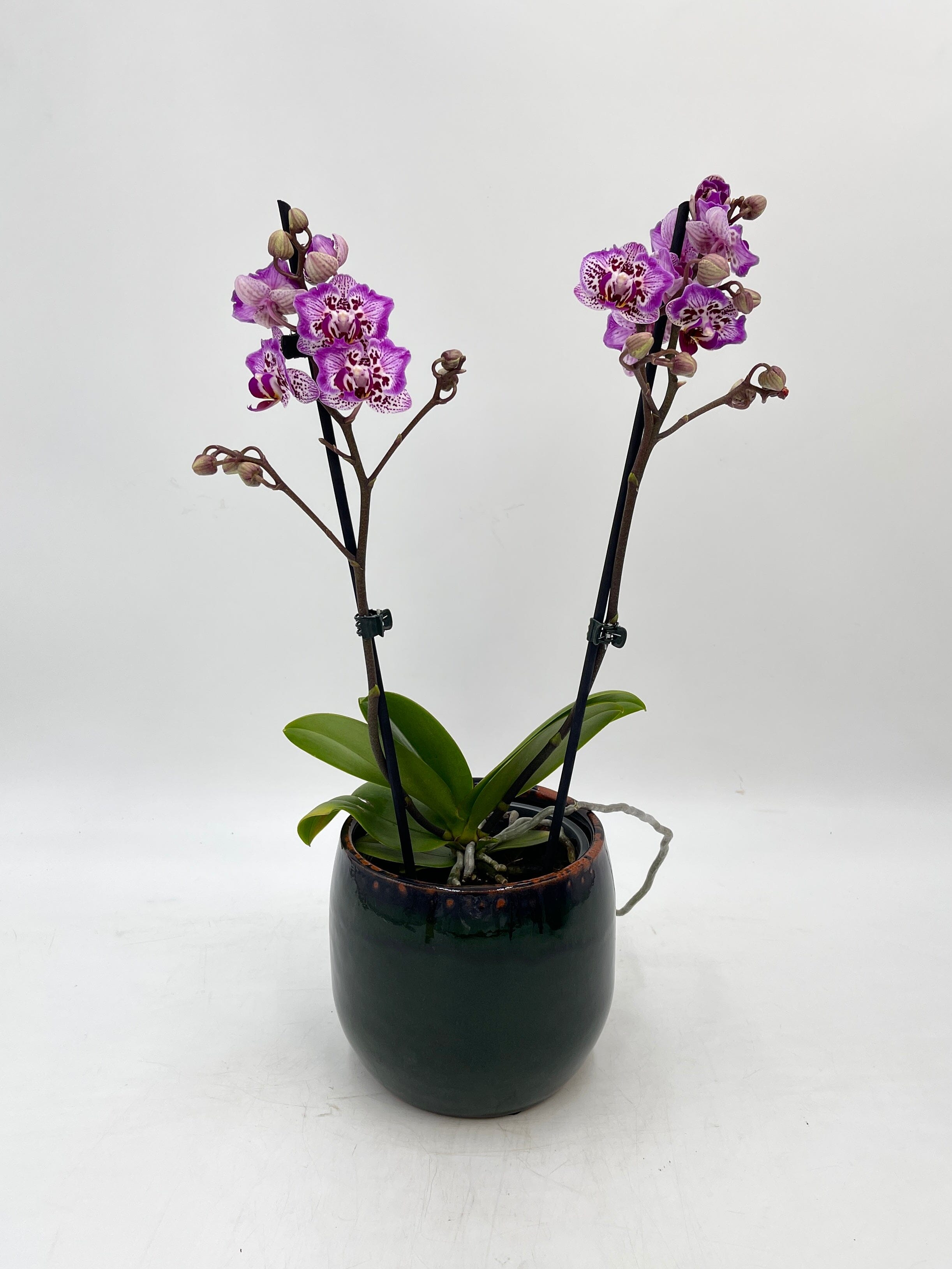 Phalaenopsis Formosa Cranberry 'Peloric