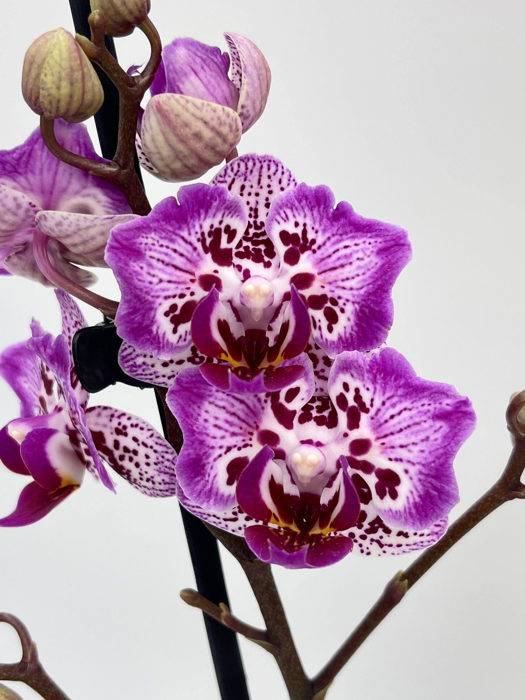 Phalaenopsis Formosa Cranberry 'Peloric